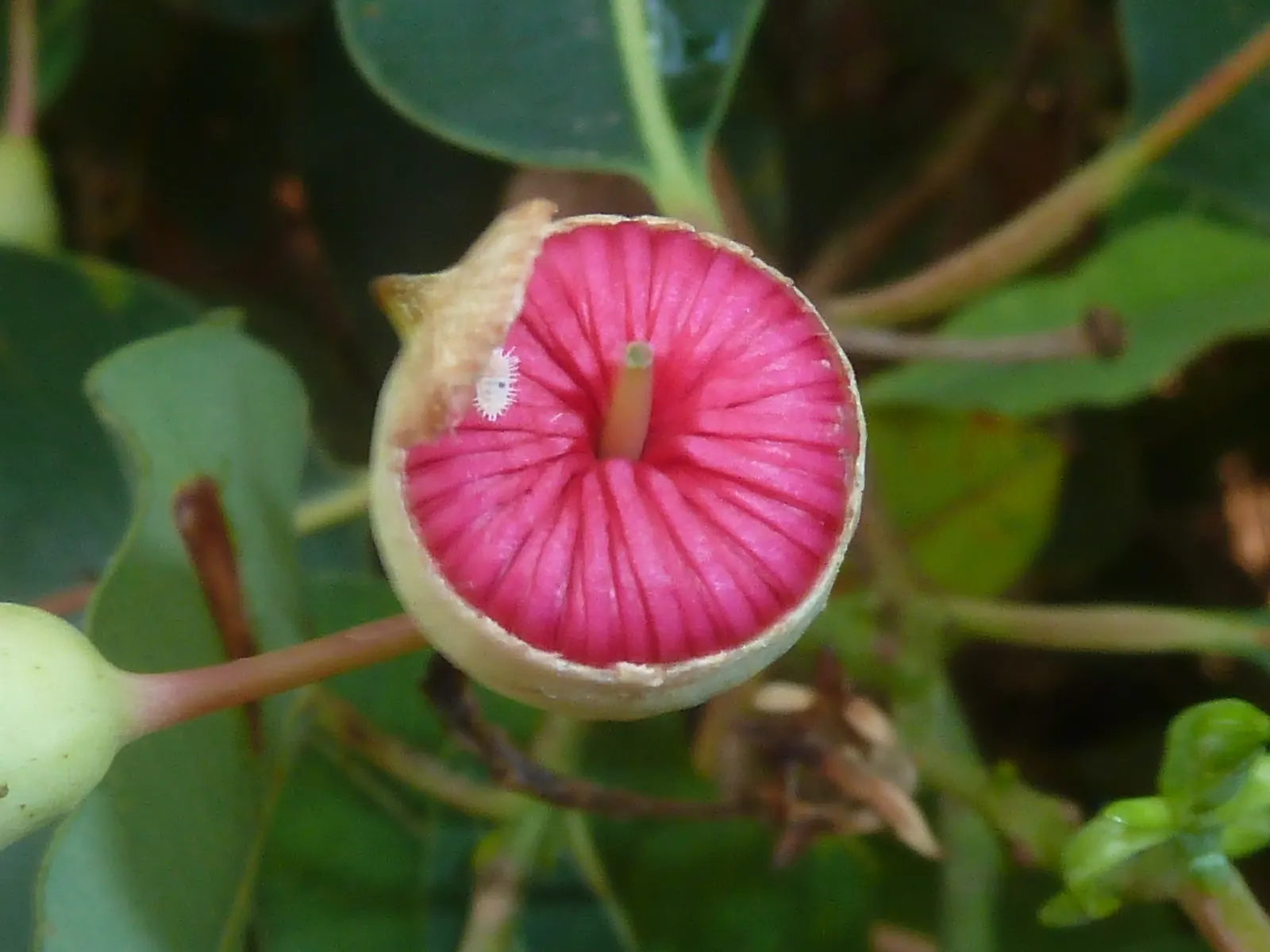 Red-Flowering Gum (Corymbia Ficifolia) — reaching heights up to 40 feet with a spread of about 30 feet; the Red-Flowering Gum (Corymbia ficifolia), image 76