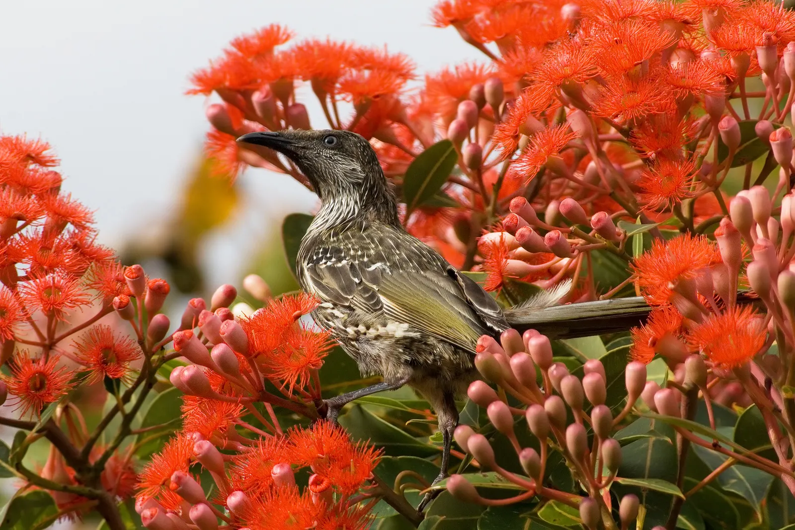 Red-Flowering Gum (Corymbia Ficifolia) — though young trees will benefit from regular watering during prolonged dry spells; is a striking, image 66