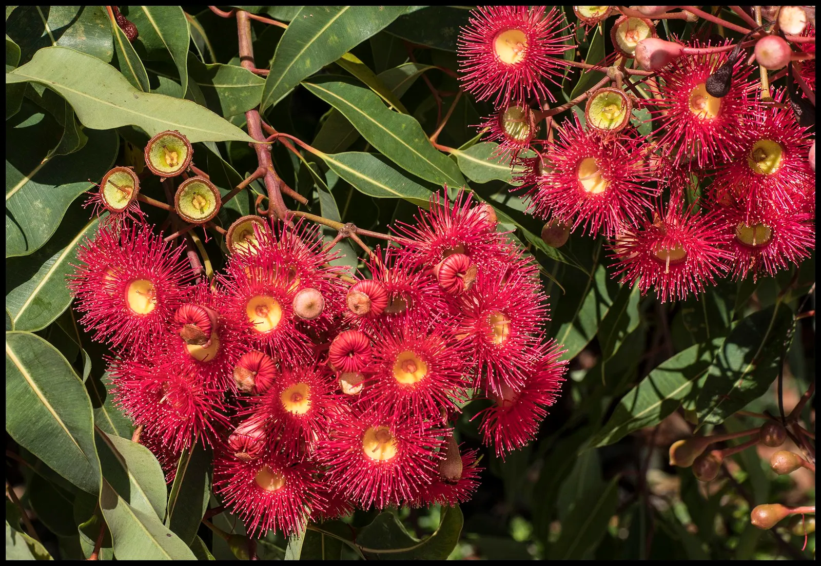 Red-Flowering Gum (Corymbia Ficifolia) — attracting an array of birds and pollinators to the landscape