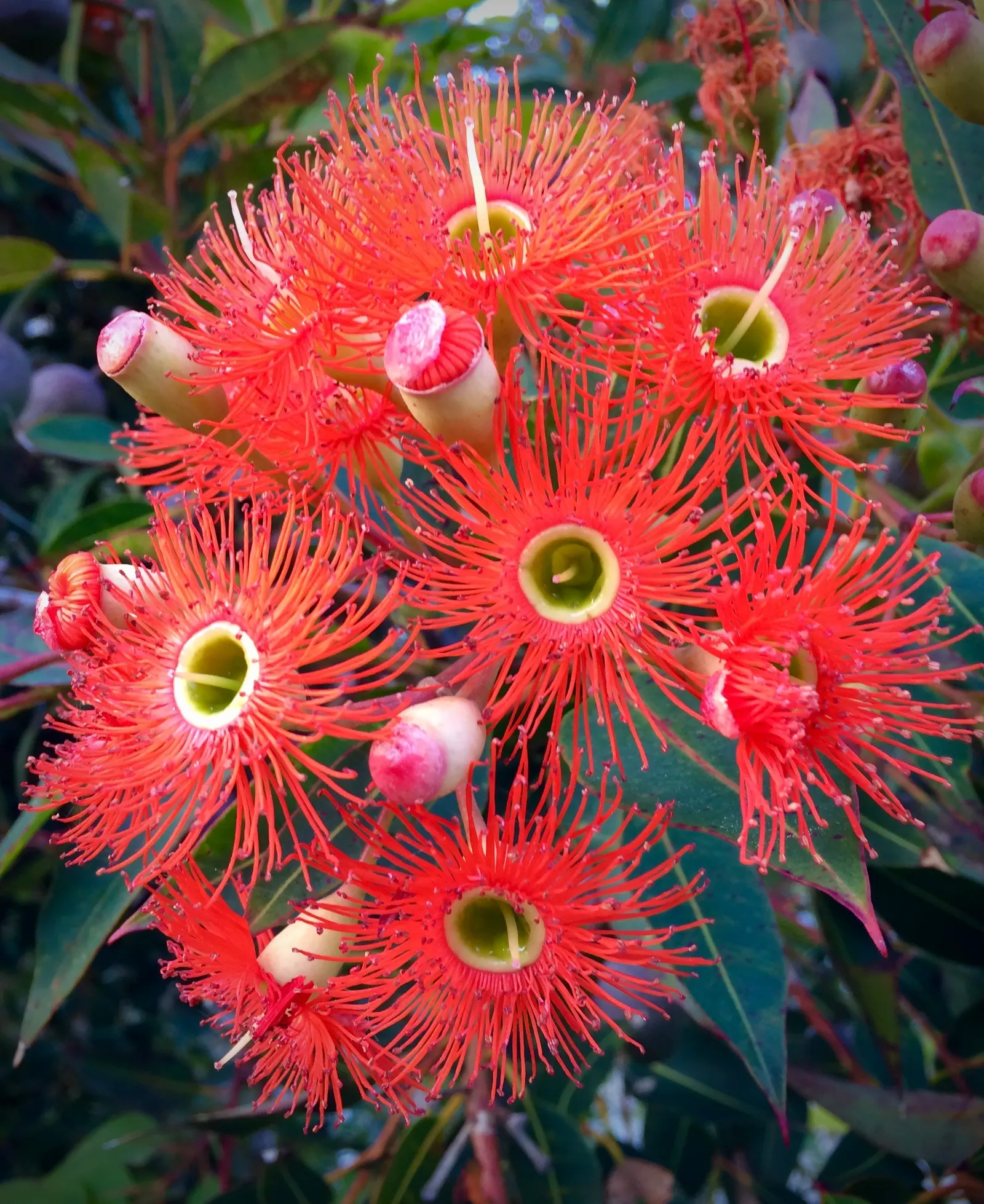 Red-Flowering Gum (Corymbia Ficifolia) — Renowned for its vibrant red blossoms that bloom in late summer, it thrives in well-drained soils and full, image 53