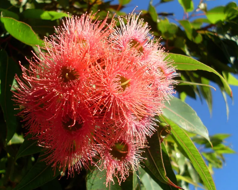 Red-Flowering Gum (Corymbia Ficifolia) — The flowers can also present shades of pink, orange, or even creamy white, depending on the cultivar
