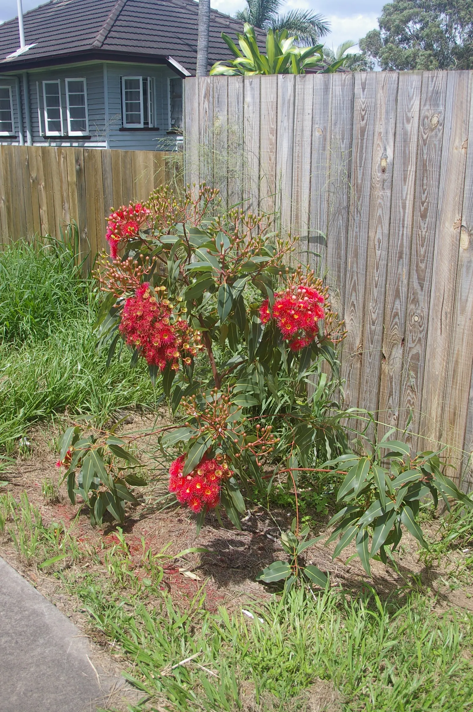 Red-Flowering Gum (Corymbia Ficifolia) — creating a rounded and dense silhouette that provides ample shade.<br><br>Blooming mainly in the summer, image 83
