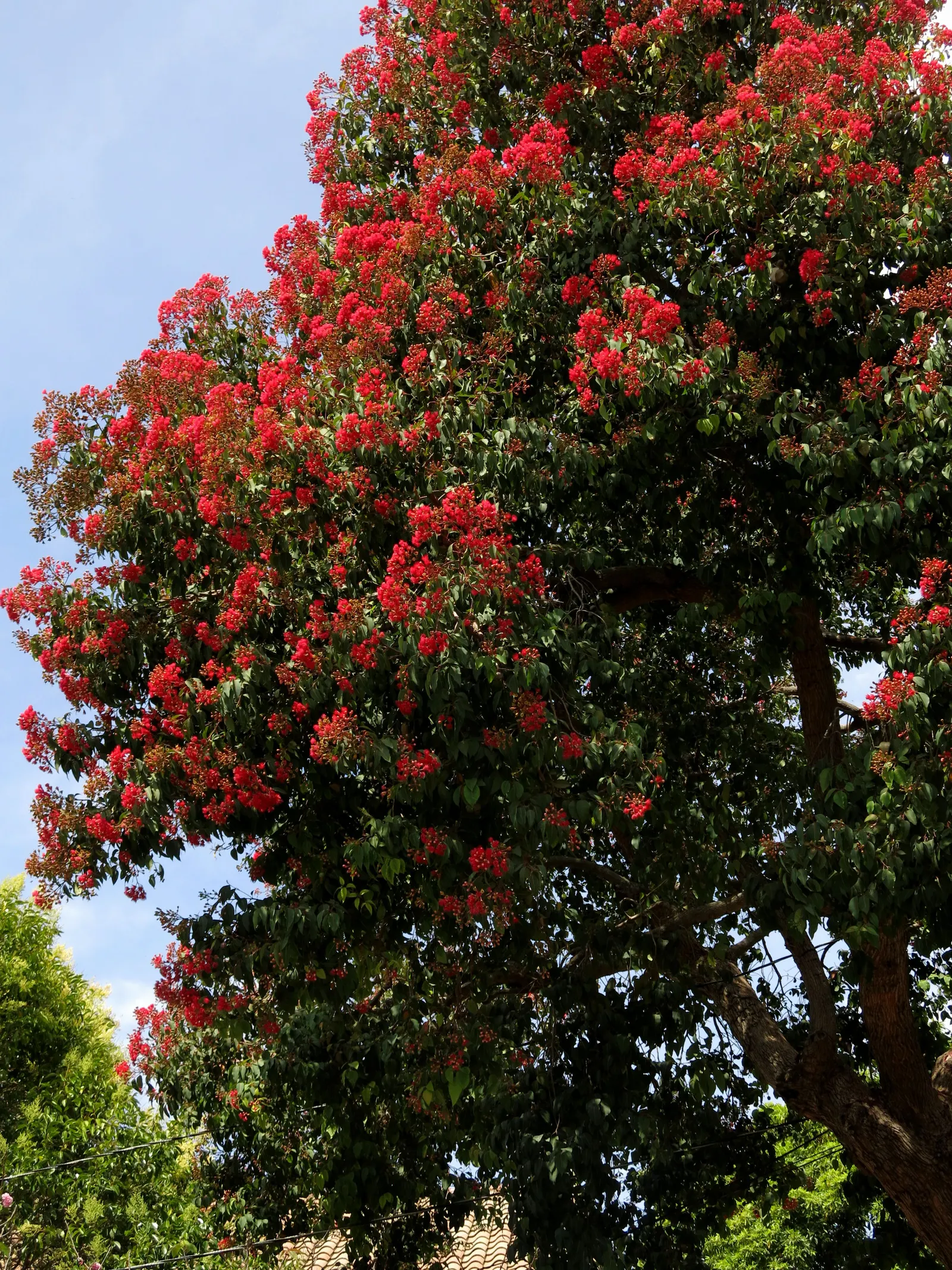 Red-Flowering Gum (Corymbia Ficifolia) — The Red-Flowering Gum (Corymbia ficifolia); reaching heights up to 40 feet with a spread of about 30 feet, image 73