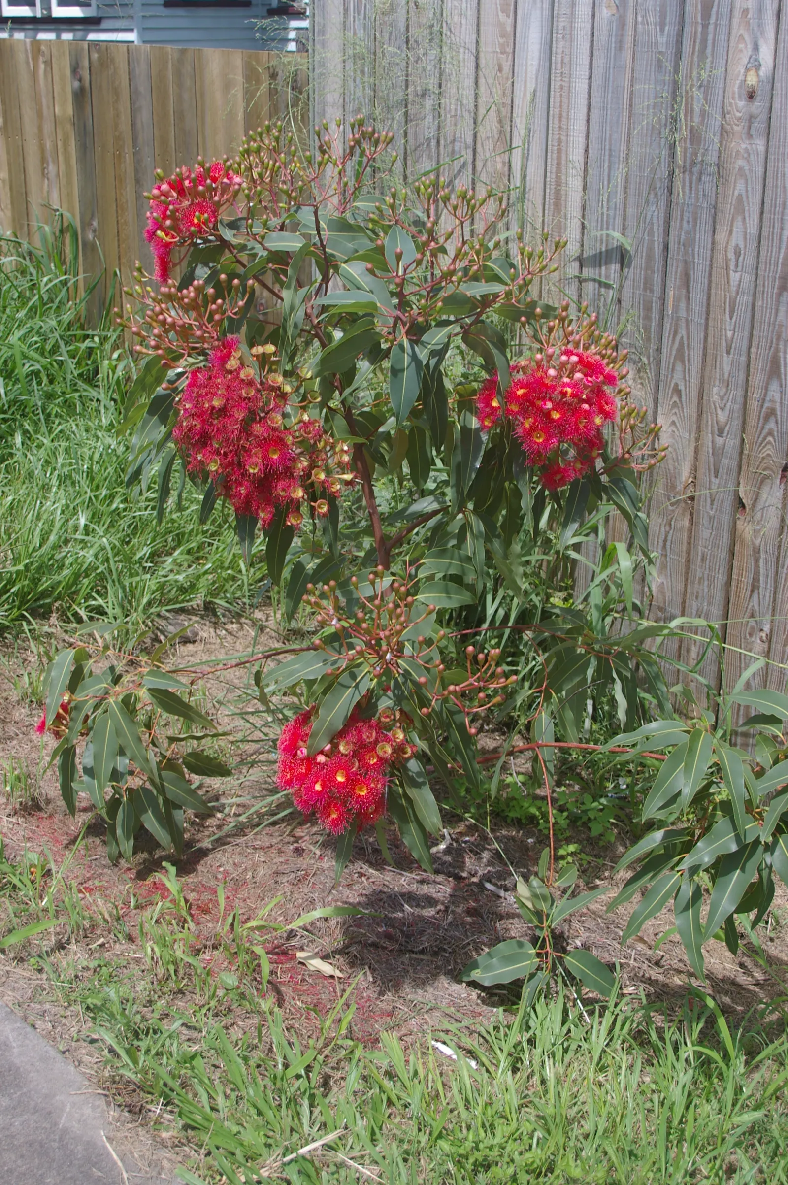 Red-Flowering Gum (Corymbia Ficifolia) — When designing a landscape; mature specimens typically reach heights of 25 to 40 feet with a canopy spread, image 67