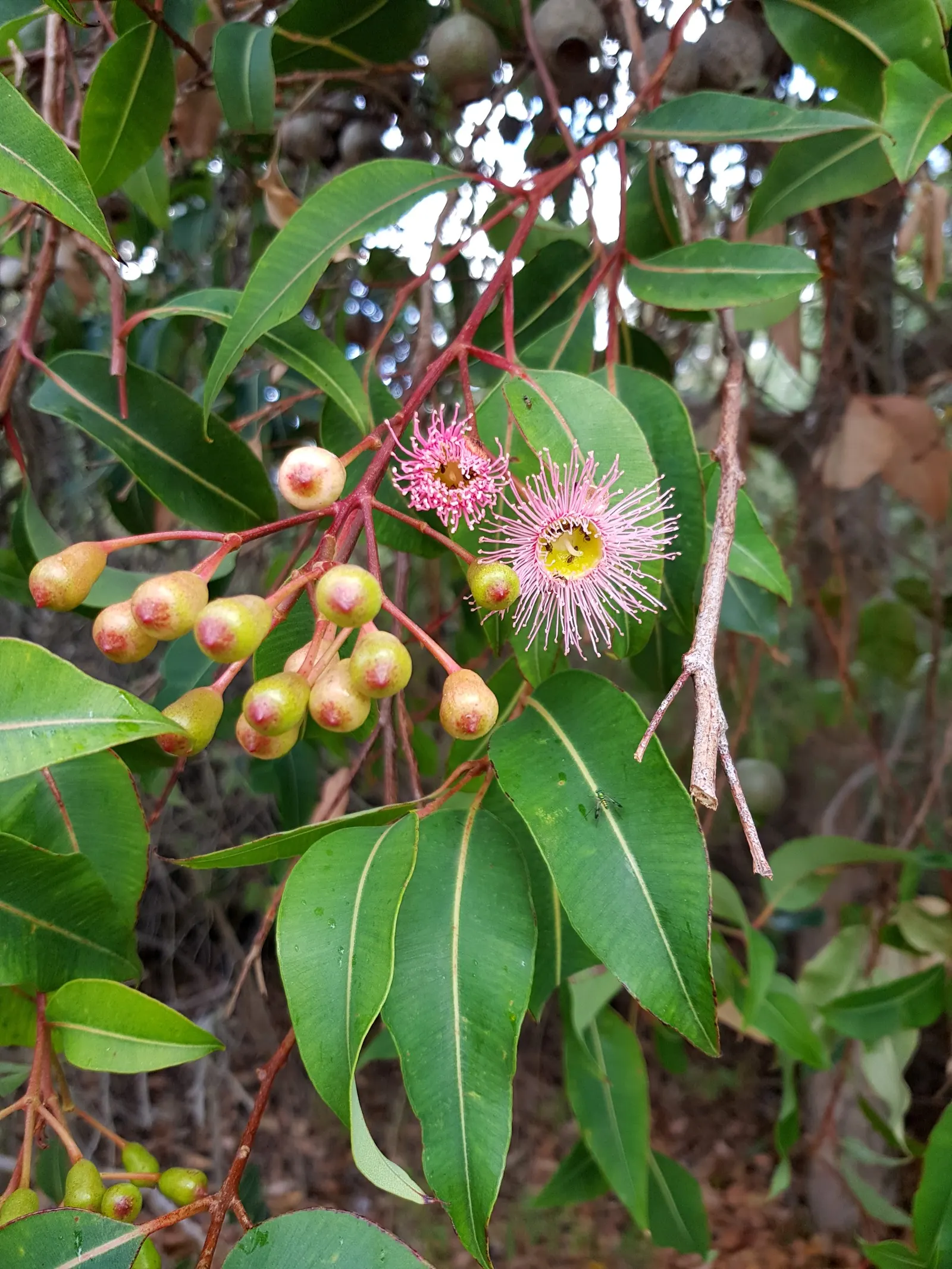 Red-Flowering Gum (Corymbia Ficifolia) — The flowers can also present shades of pink, orange, or even creamy white, depending on the cultivar; tree, image 62