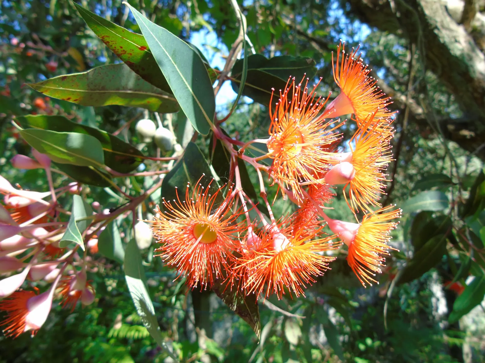 Red-Flowering Gum (Corymbia Ficifolia) — The flowers can also present shades of pink, orange, or even creamy white, depending on the cultivar; tree, image 86
