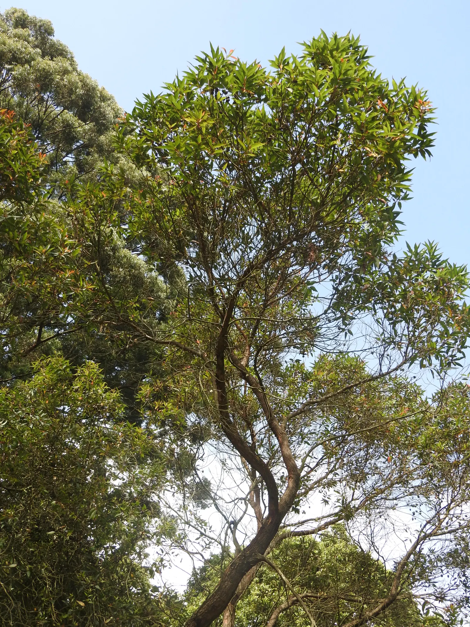 Red-Flowering Gum (Corymbia Ficifolia) — adding a brilliant pop of color to Mediterranean and subtropical landscapes
