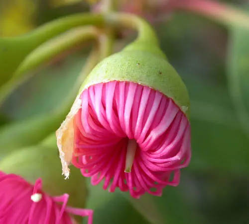 Red-Flowering Gum (Corymbia Ficifolia) — This hardy species is drought-tolerant once established; requiring minimal care once established