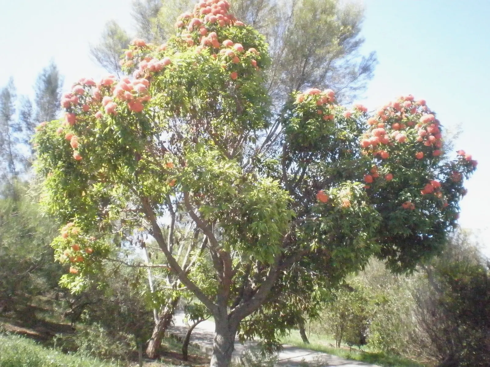 Red-Flowering Gum (Corymbia Ficifolia) — The Red-Flowering Gum (Corymbia ficifolia); reaching heights up to 40 feet with a spread of about 30 feet
