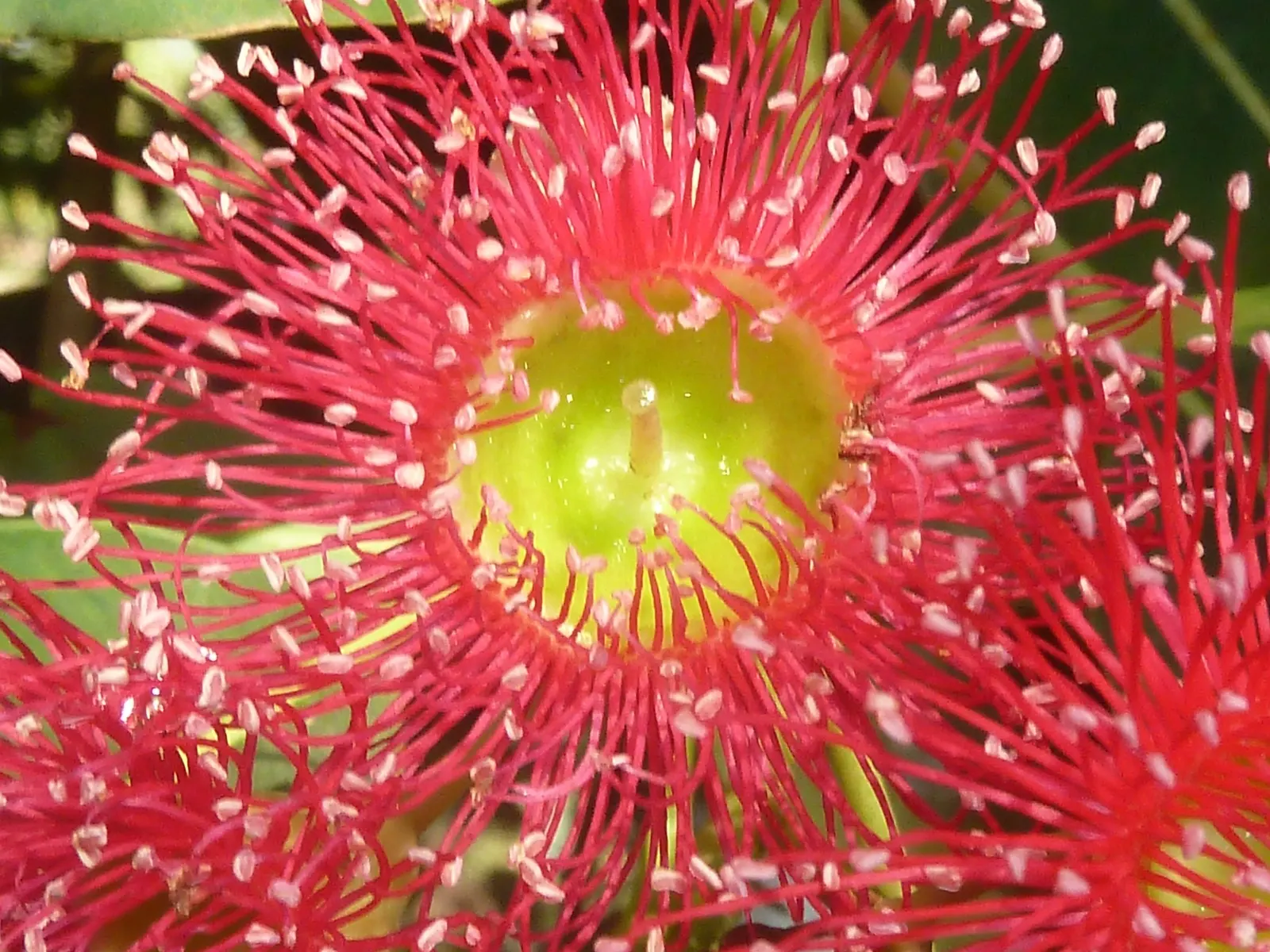 Red-Flowering Gum (Corymbia Ficifolia) — evergreen tree renowned for its showy display of flowers that infuse gardens with color and life
