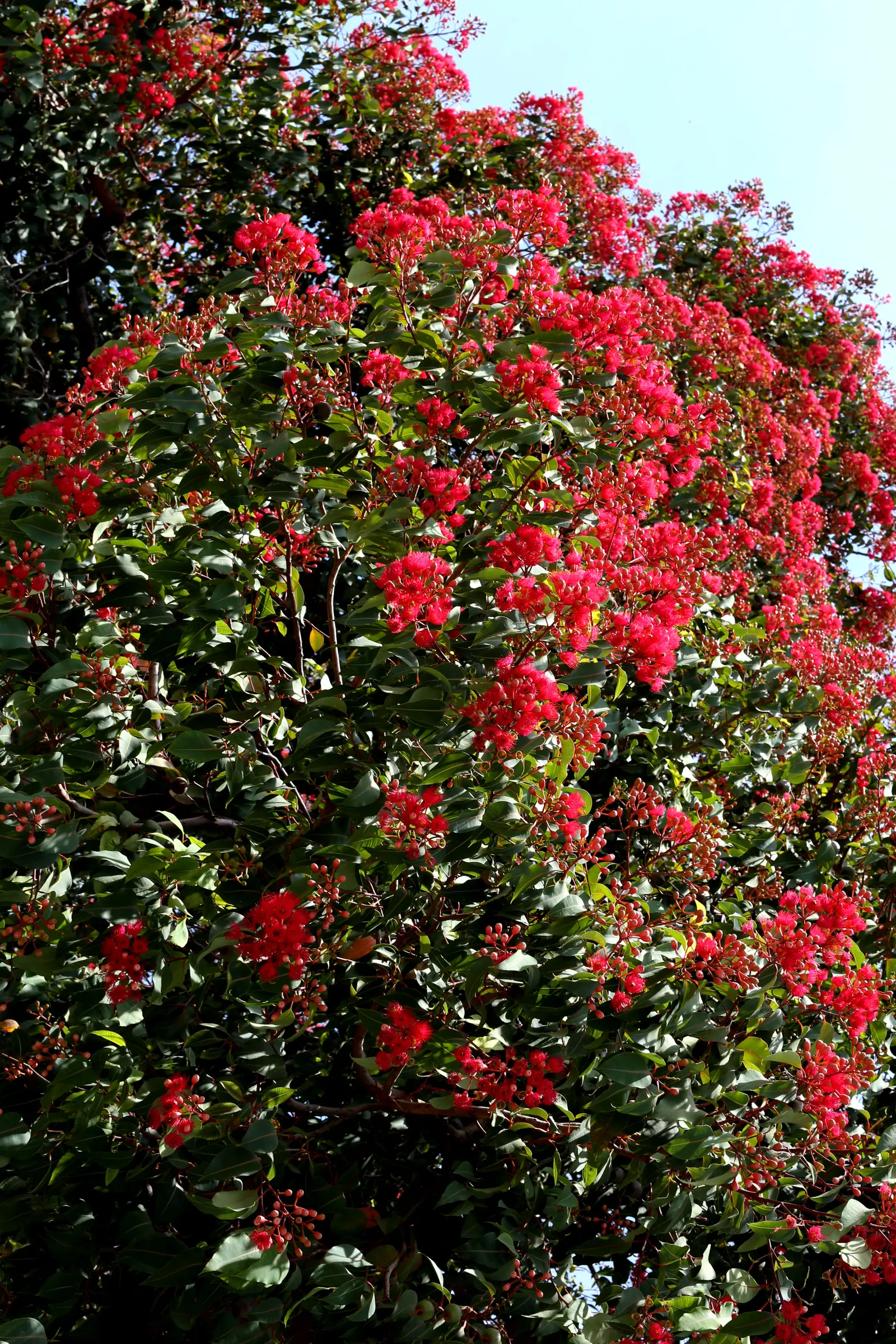 Red-Flowering Gum (Corymbia Ficifolia) — its large clusters of red flowers are the central feature; evergreen tree renowned for its showy display, image 60