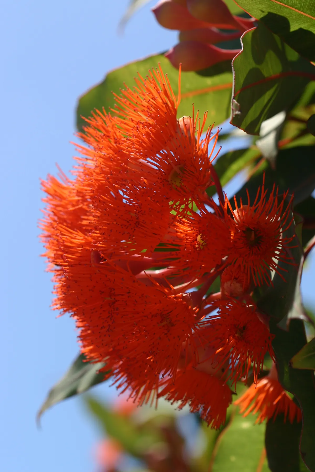 Red-Flowering Gum (Corymbia Ficifolia) — When designing a landscape
