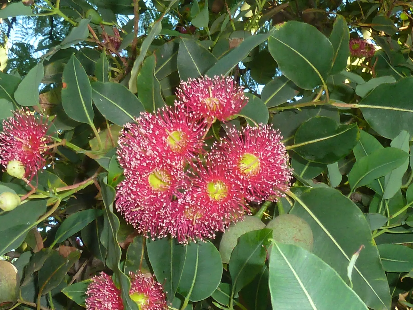 Red-Flowering Gum (Corymbia Ficifolia) — Renowned for its vibrant red blossoms that bloom in late summer, it thrives in well-drained soils and full, image 77
