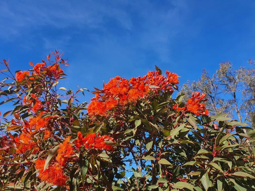 Red-Flowering Gum (Corymbia Ficifolia) — evergreen tree renowned for its showy display of flowers that infuse gardens with color and life; its, image 81
