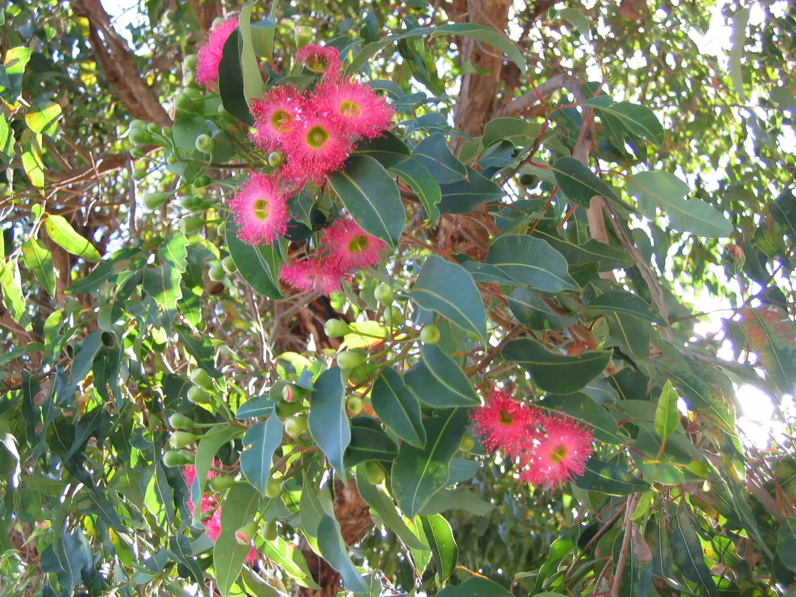Red-Flowering Gum (Corymbia Ficifolia) — scientifically known as Corymbia ficifolia