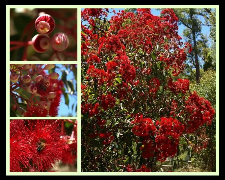 Red-Flowering Gum (Corymbia Ficifolia) — Mature specimens typically reach heights of 25 to 40 feet with a canopy spread of 20 to 30 feet; when, image 82
