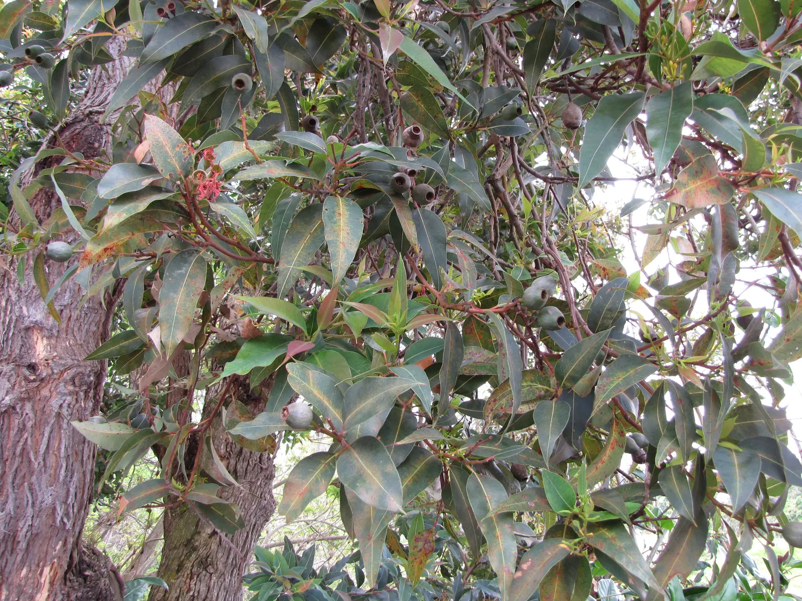 Red-Flowering Gum (Corymbia Ficifolia) — adding spectacular color and natural beauty to the garden setting; tree for full, image 69