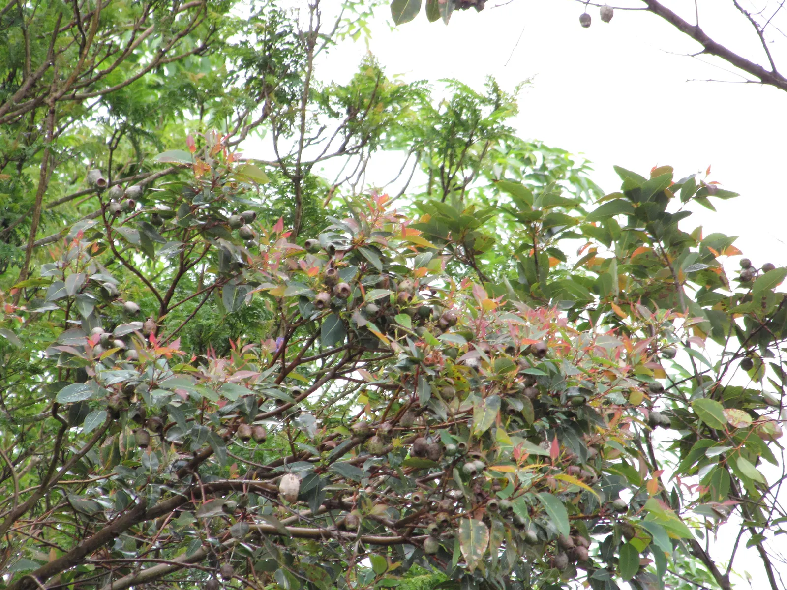 Red-Flowering Gum (Corymbia Ficifolia) — This hardy species is drought-tolerant once established