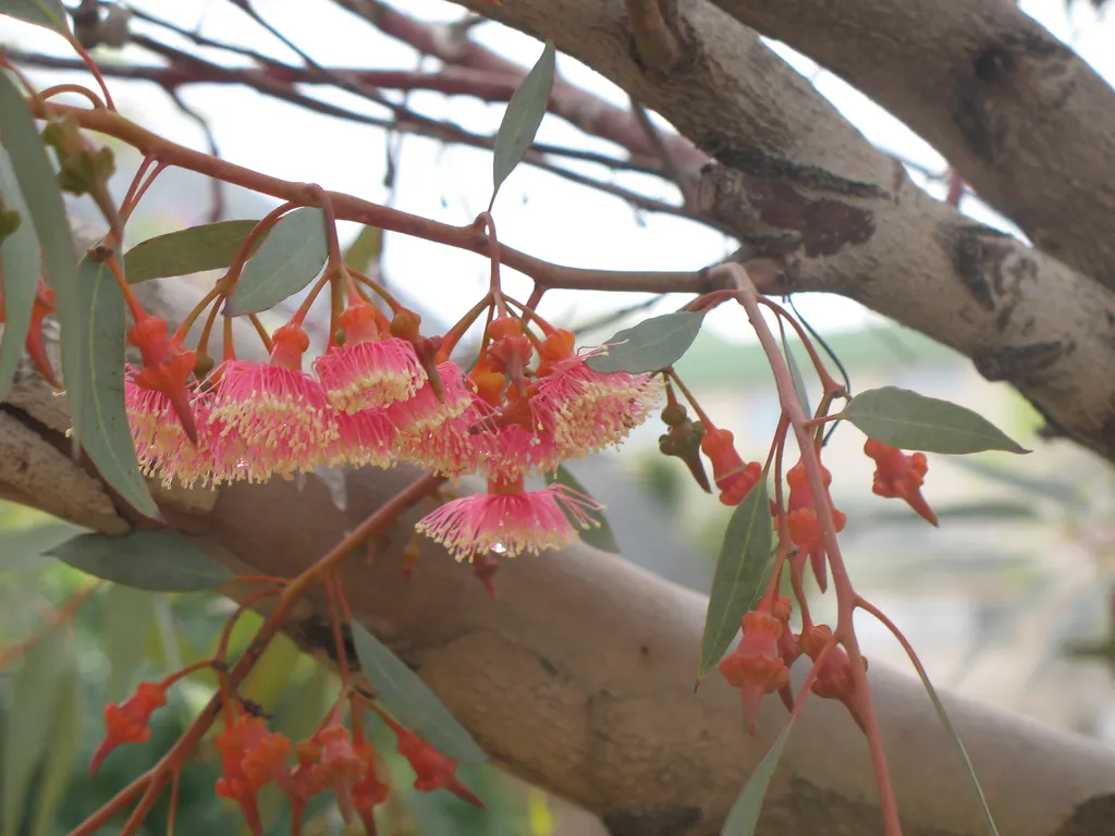 Red-Flowering Gum (Corymbia Ficifolia) — red flowers in the garden