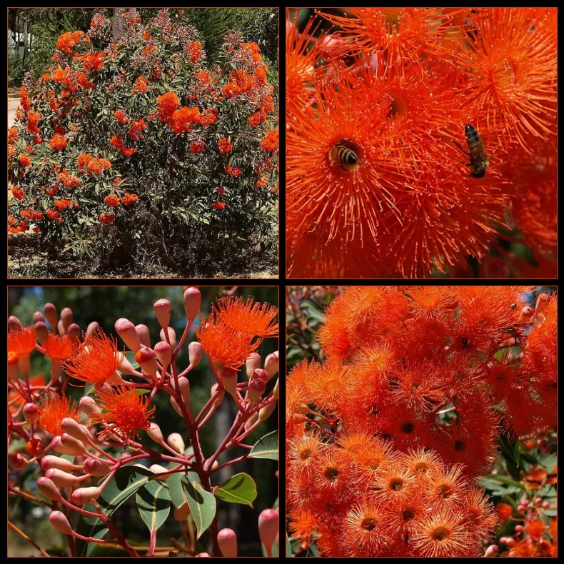 Red-Flowering Gum (Corymbia Ficifolia) — attracting an array of birds and pollinators to the landscape; pruning may be necessary to shape the tree, image 85