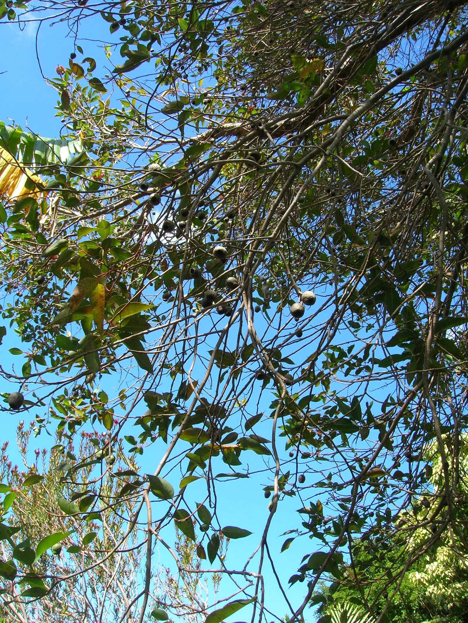 Red-Flowering Gum (Corymbia Ficifolia) — native to western Australia; creating a rounded and dense silhouette that provides ample, image 74