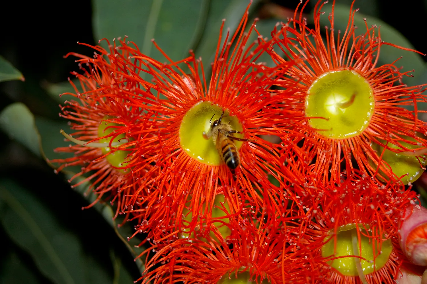 Red-Flowering Gum (Corymbia Ficifolia) — tree for full