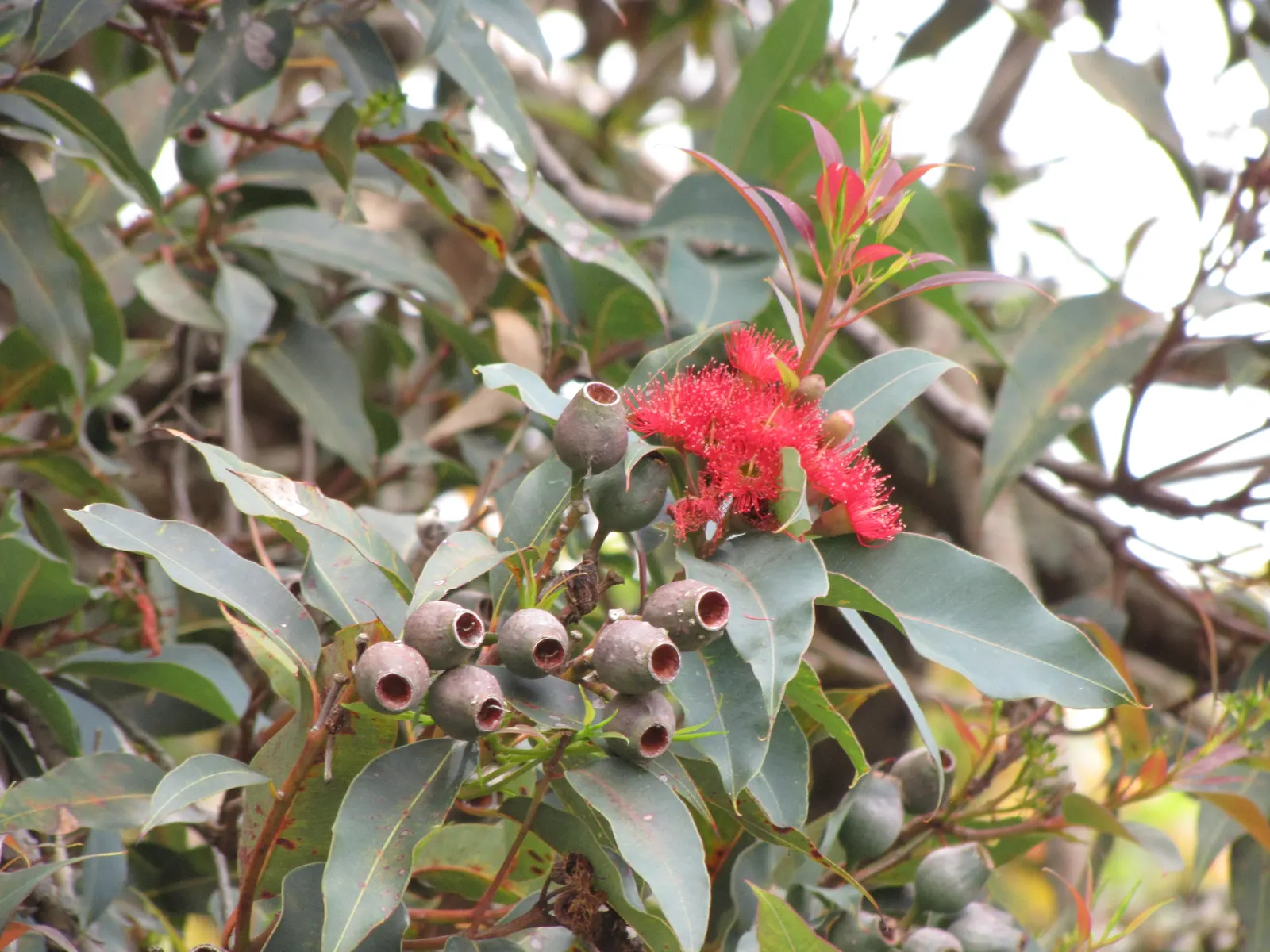 Red-Flowering Gum (Corymbia Ficifolia) — creating a rounded and dense silhouette that provides ample shade.<br><br>Blooming mainly in the summer