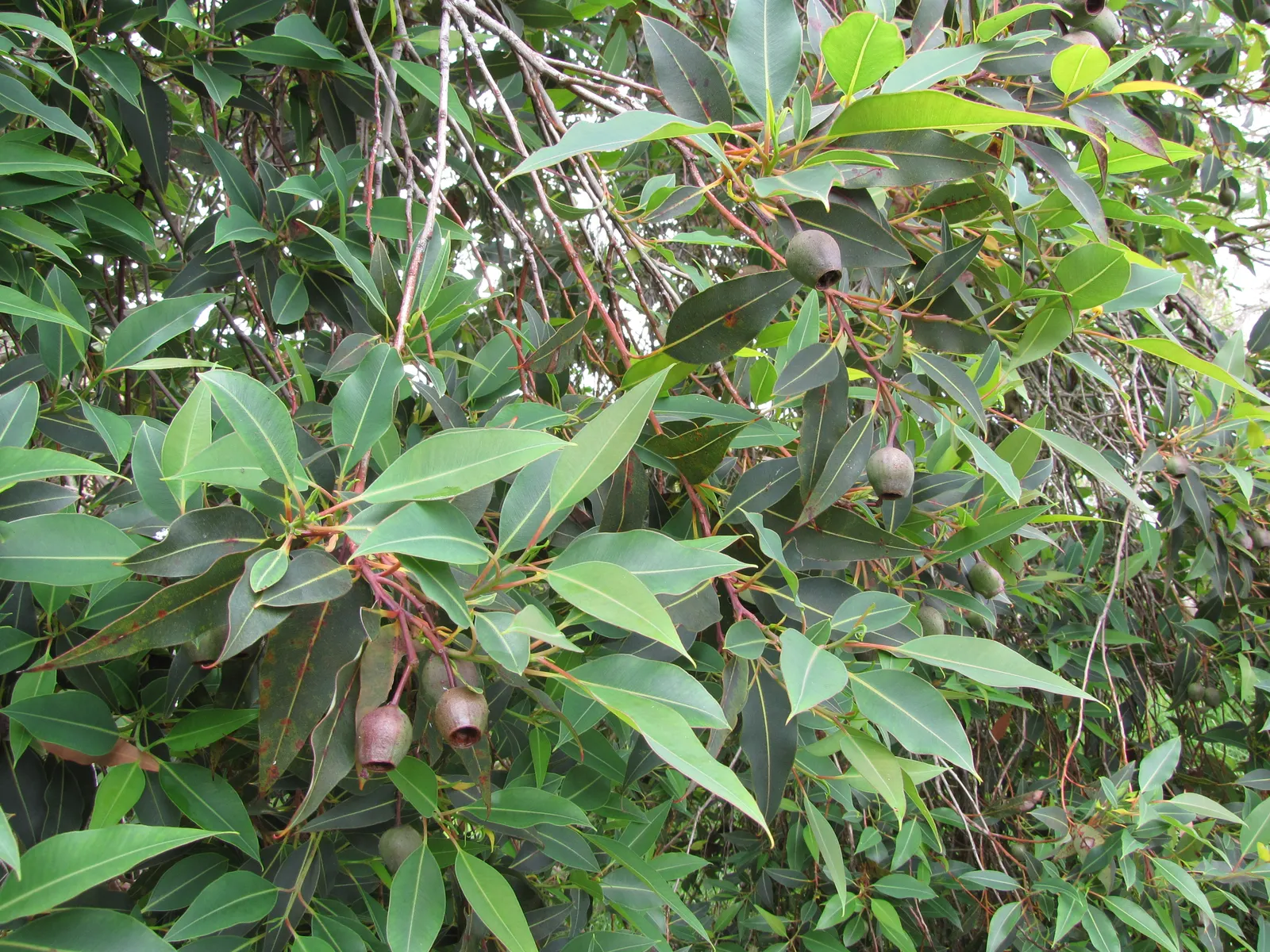 Red-Flowering Gum (Corymbia Ficifolia) — reaching heights up to 40 feet with a spread of about 30 feet; the Red-Flowering Gum (Corymbia ficifolia), image 52