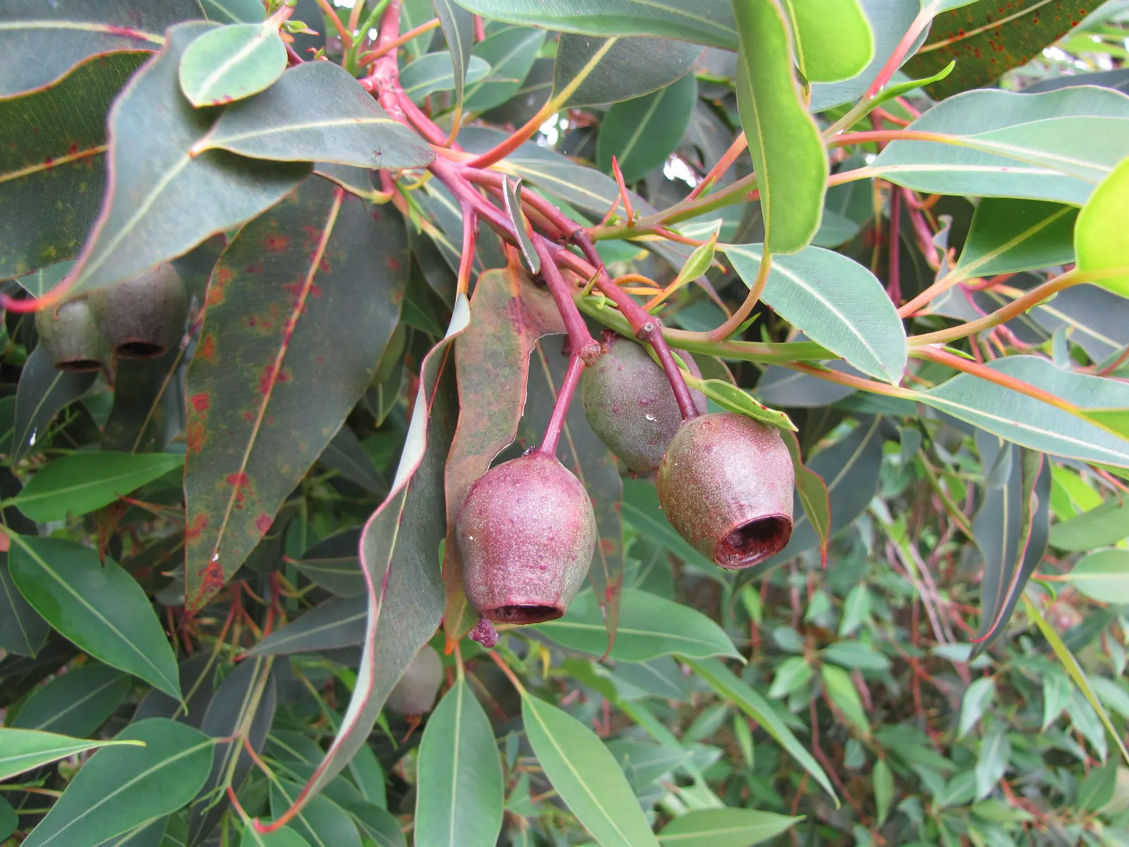 Red-Flowering Gum (Corymbia Ficifolia) — Renowned for its vibrant red blossoms that bloom in late summer, it thrives in well-drained soils and full, image 29
