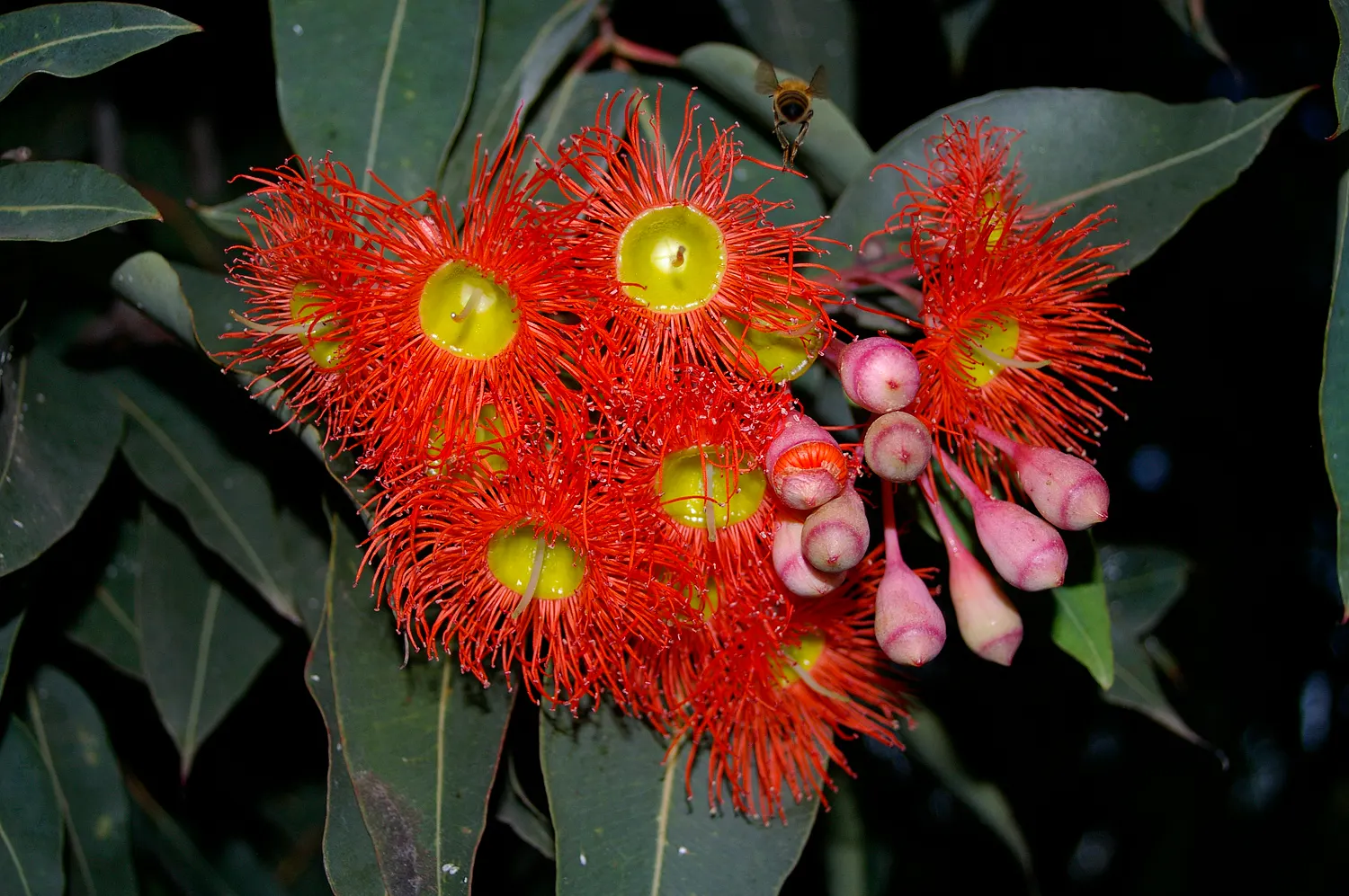 Red-Flowering Gum (Corymbia Ficifolia) — adding a brilliant pop of color to Mediterranean and subtropical landscapes; red flowers in the garden