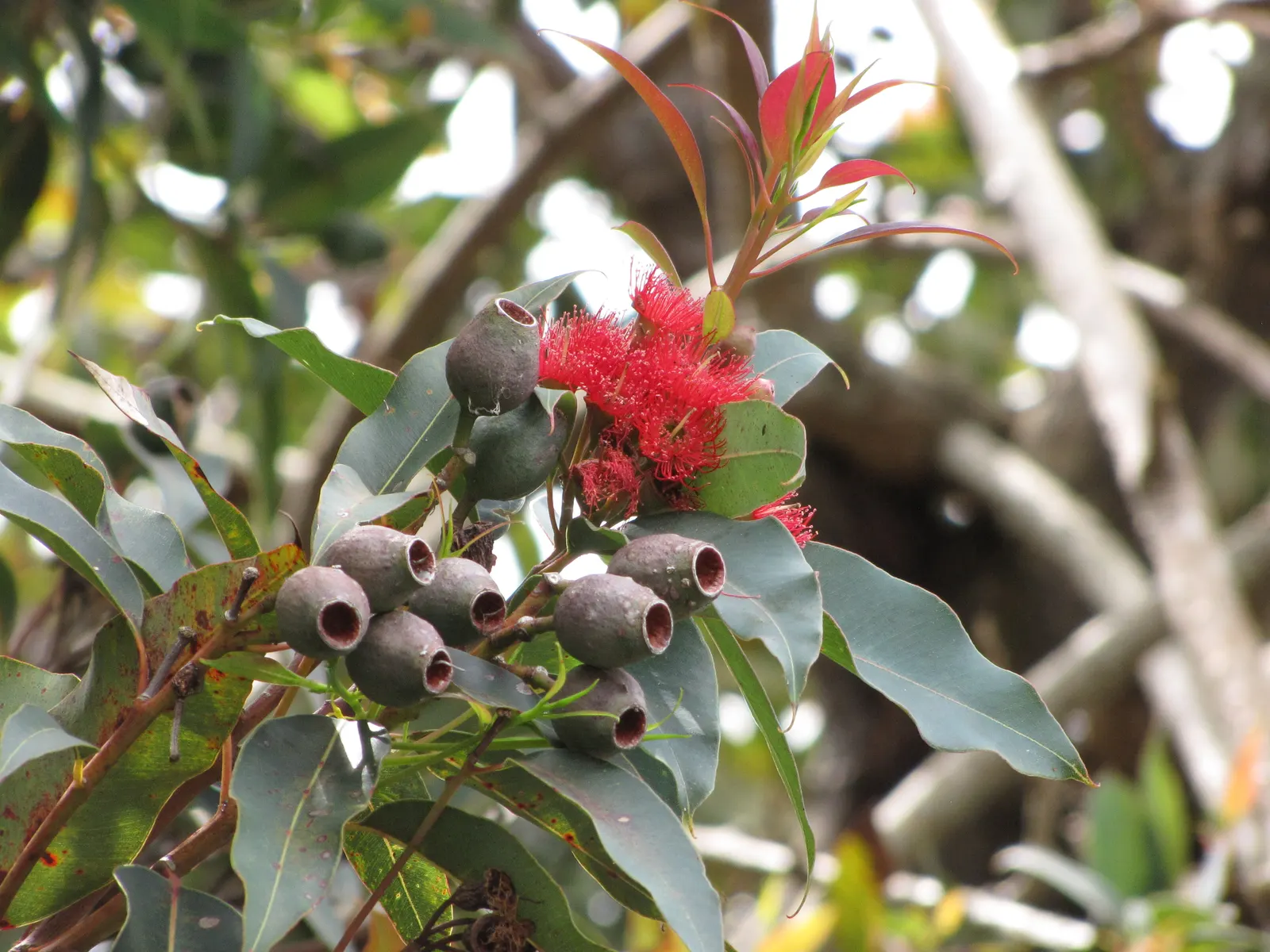 Red-Flowering Gum (Corymbia Ficifolia) — The flowers can also present shades of pink, orange, or even creamy white, depending on the cultivar; tree with red