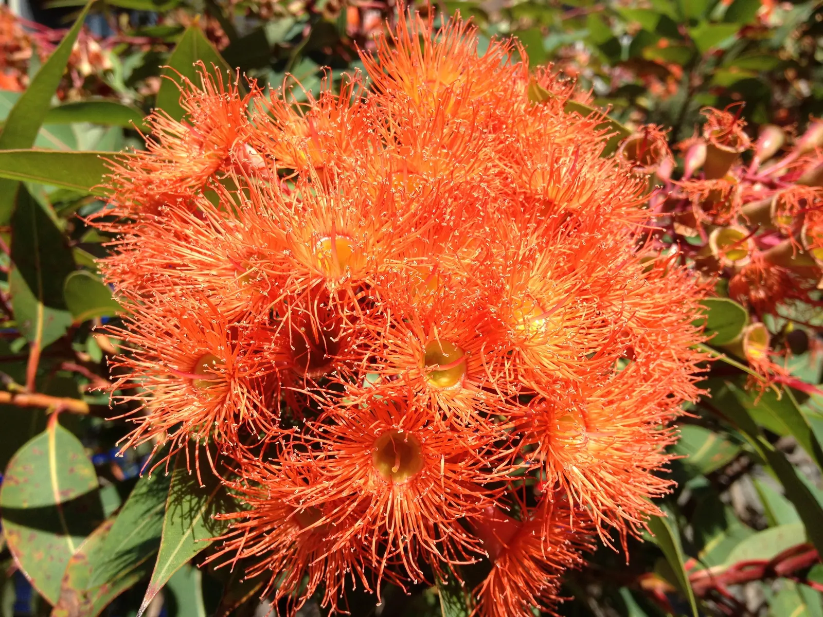 Red-Flowering Gum (Corymbia Ficifolia) — This hardy species is drought-tolerant once established; requiring minimal care once established, image 78