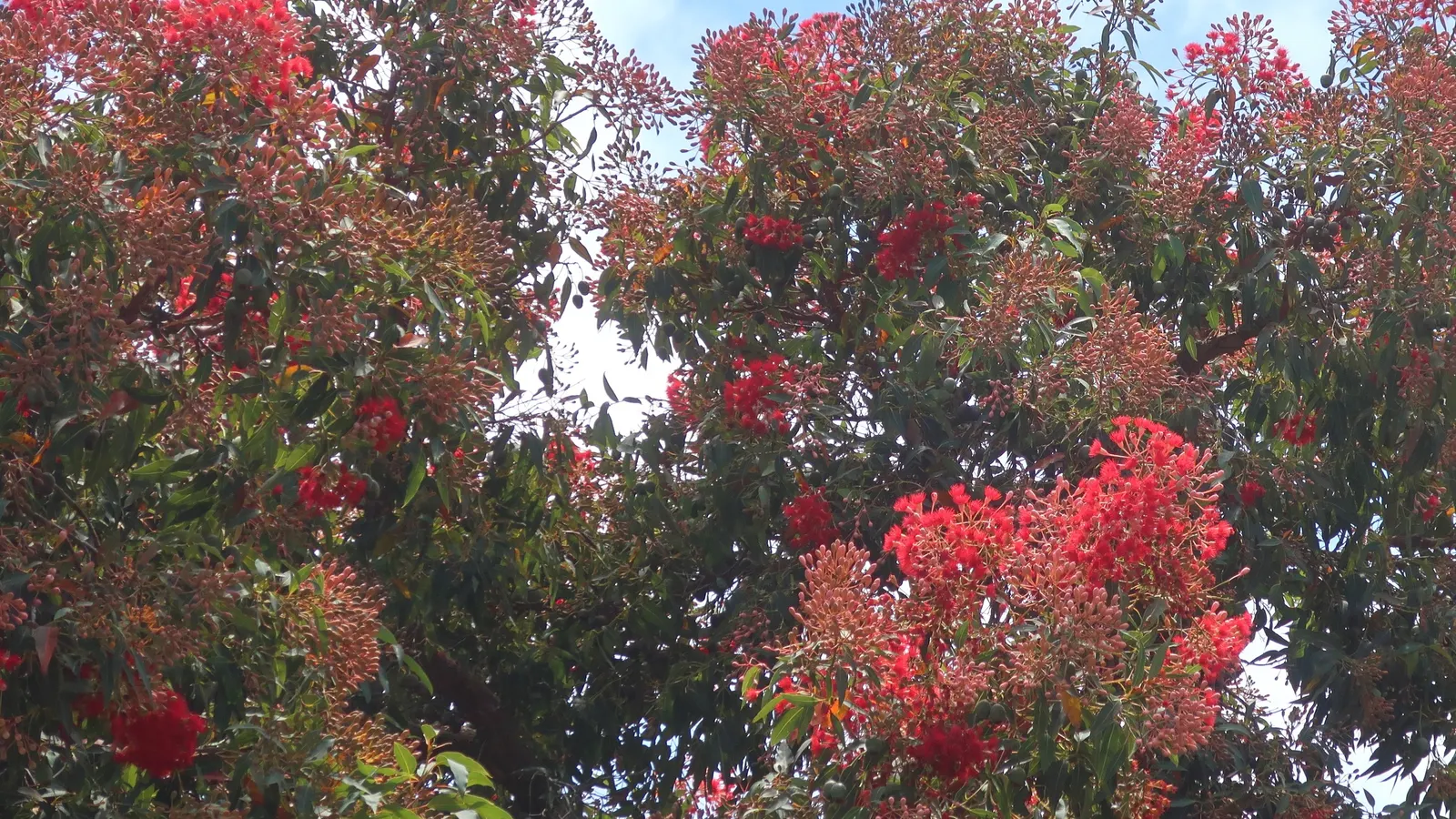 Red-Flowering Gum (Corymbia Ficifolia) — Mature specimens typically reach heights of 25 to 40 feet with a canopy spread of 20 to 30 feet; when designing a