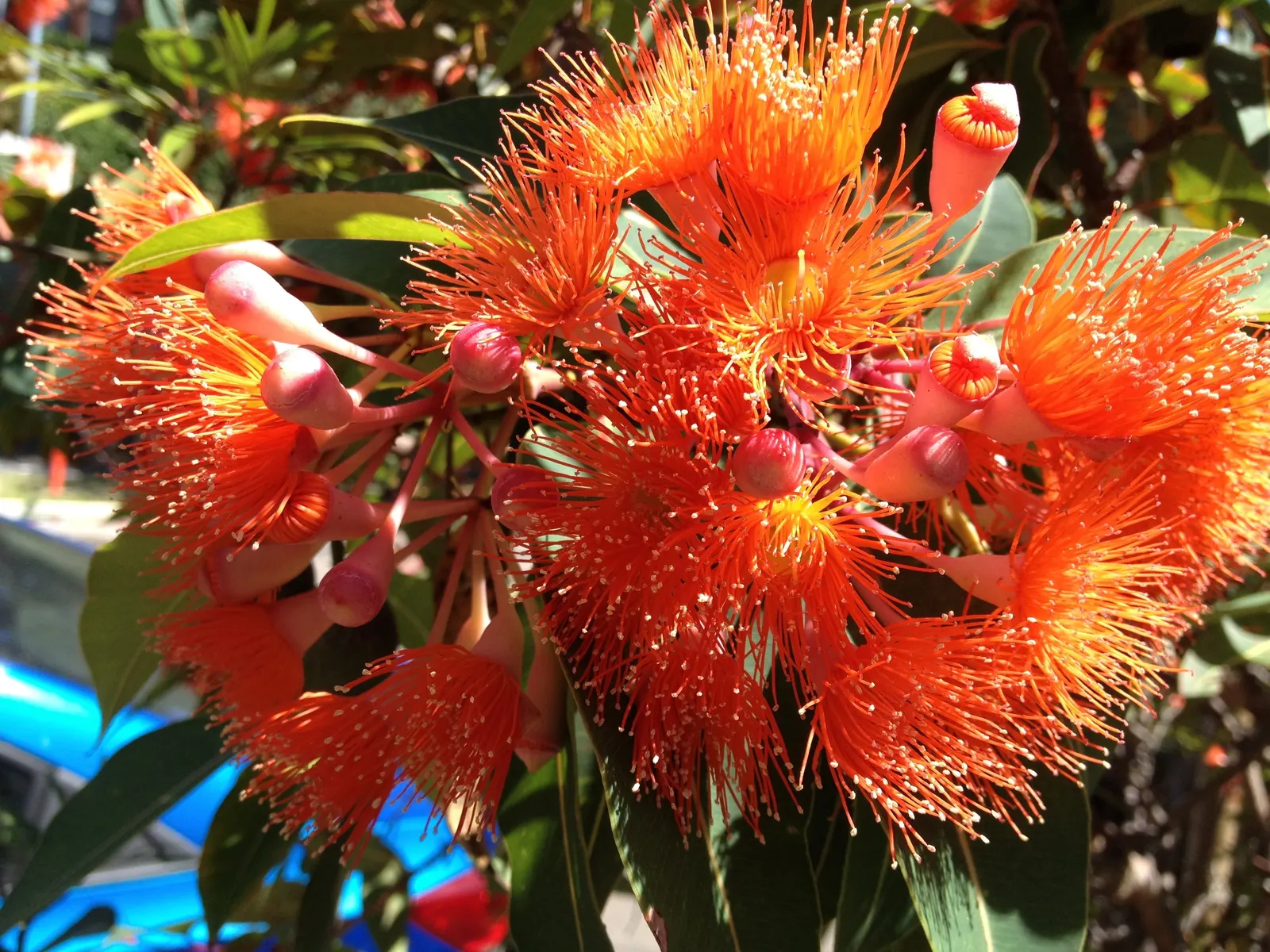Red-Flowering Gum (Corymbia Ficifolia) — tree for full; adding spectacular color and natural beauty to the garden setting, image 72