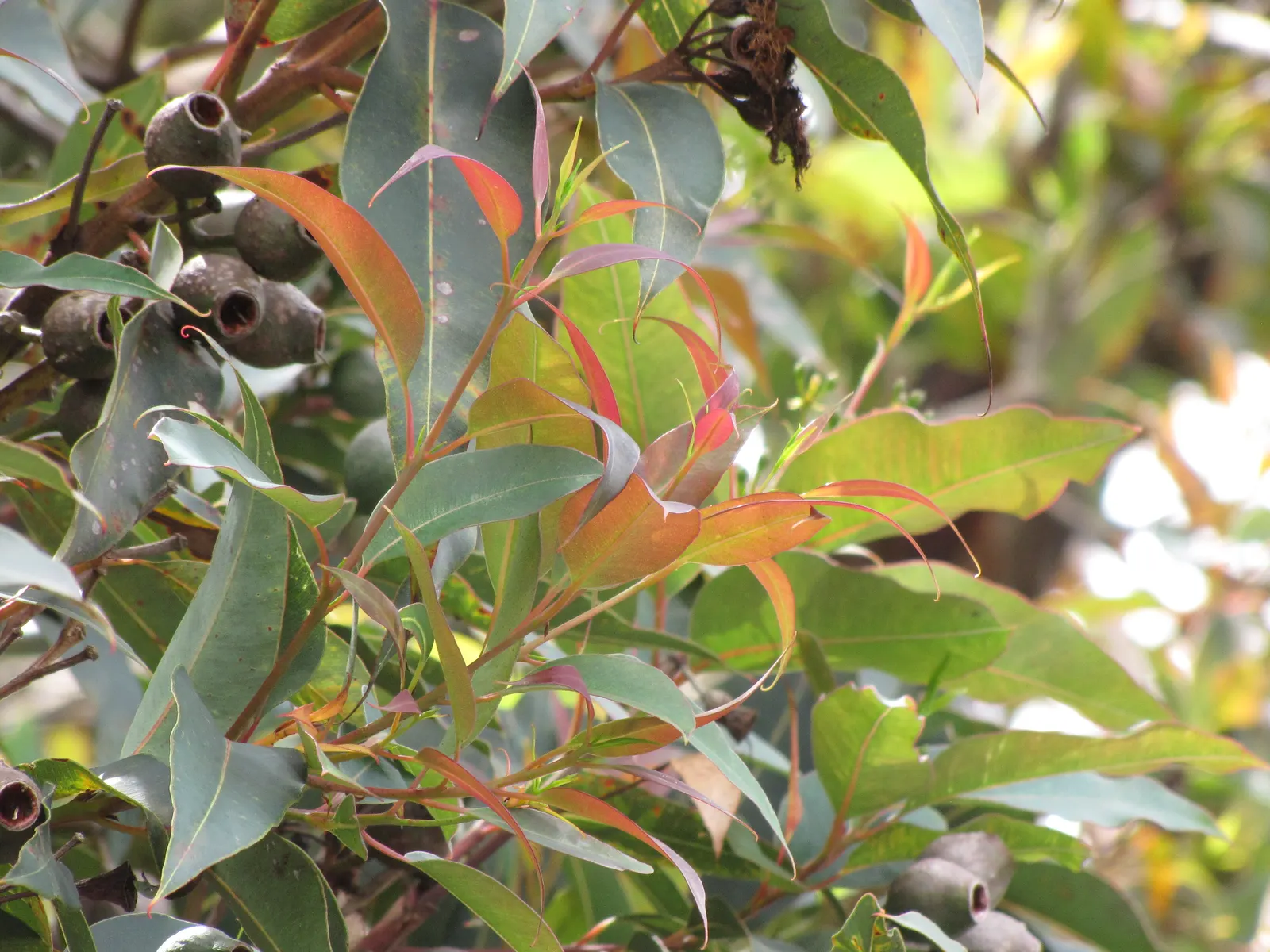 Red-Flowering Gum (Corymbia Ficifolia) — scientifically known as Corymbia ficifolia; renowned for its vibrant red blossoms that bloom in late, image 80