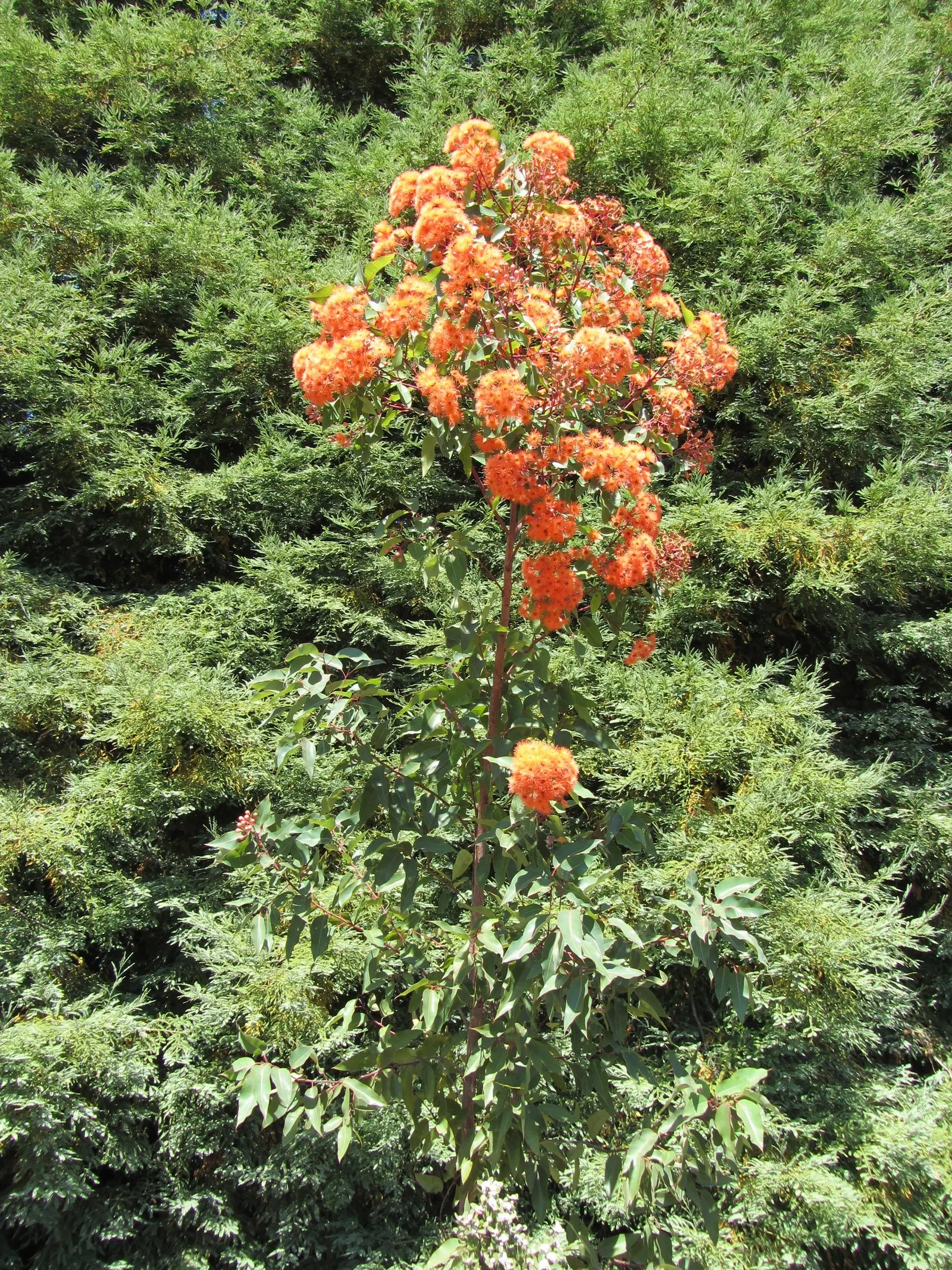 Red-Flowering Gum (Corymbia Ficifolia) — adding spectacular color and natural beauty to the garden setting; tree for full
