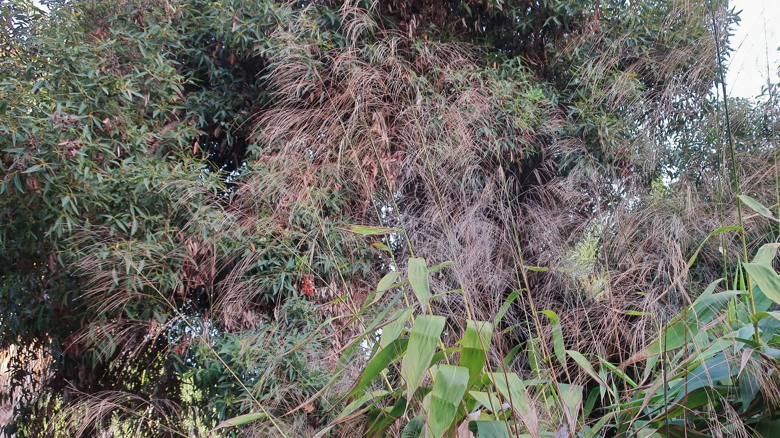 Red-Flowering Gum (Corymbia Ficifolia) — attracting an array of birds and pollinators to the landscape; pruning may be necessary to shape the tree, image 61