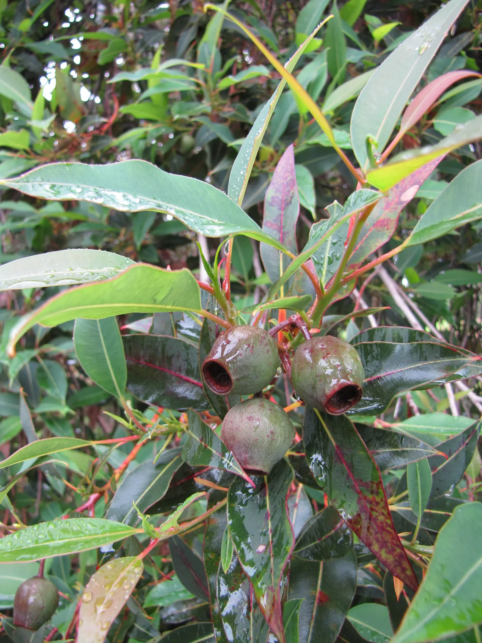 Red-Flowering Gum (Corymbia Ficifolia) — Its tolerance of moderate drought conditions makes it a suitable choice for water-wise landscapes