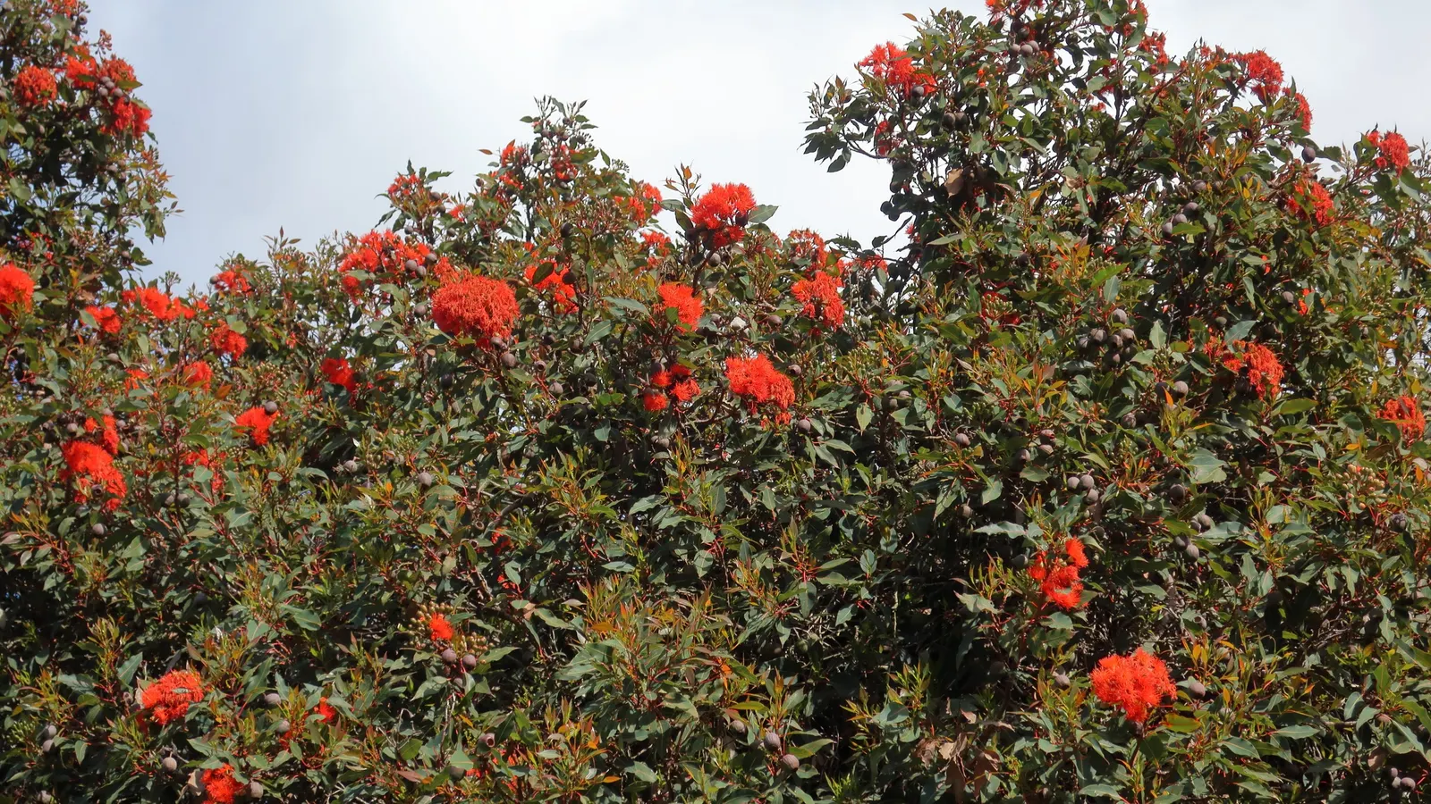 Red-Flowering Gum (Corymbia Ficifolia) — reaching heights up to 40 feet with a spread of about 30 feet