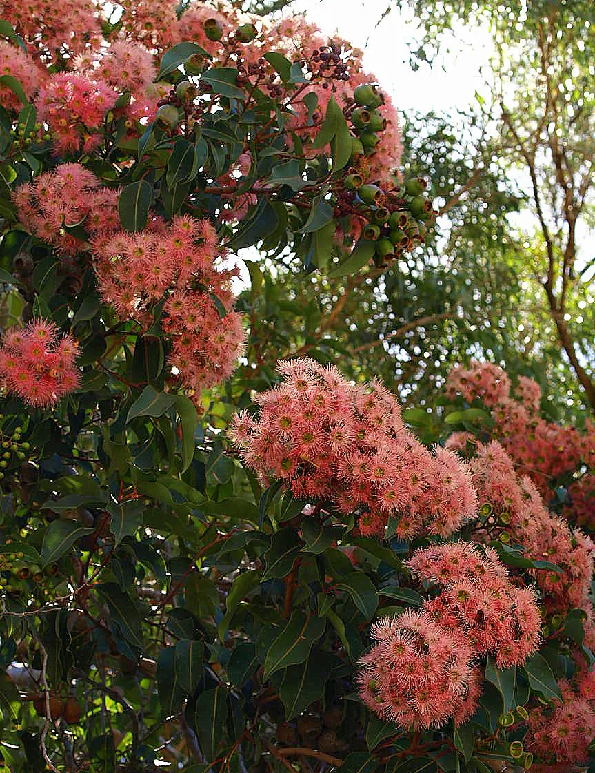 Red-Flowering Gum (Corymbia Ficifolia) — Mature specimens typically reach heights of 25 to 40 feet with a canopy spread of 20 to 30 feet