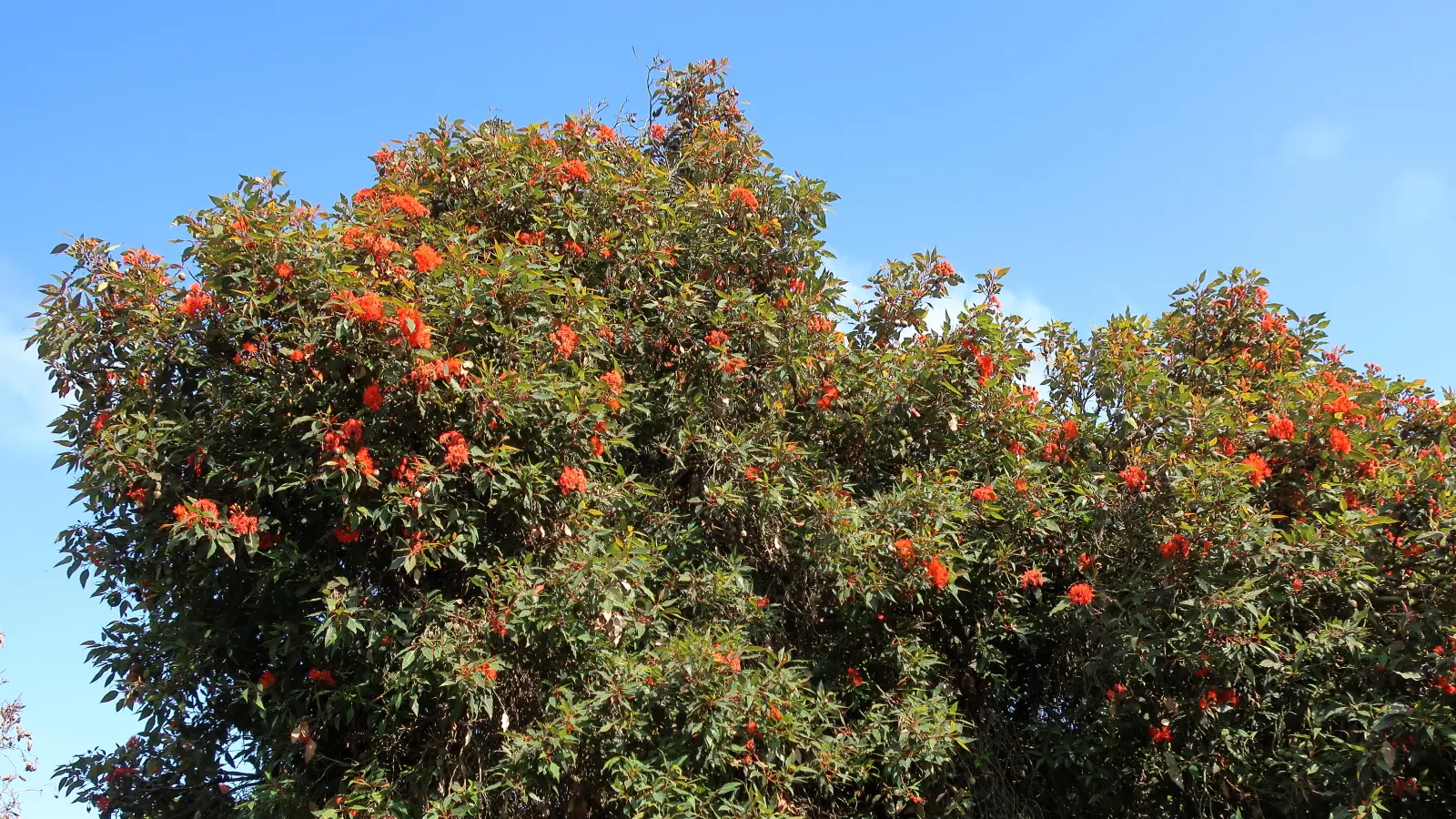 Red-Flowering Gum (Corymbia Ficifolia) — native to western Australia; creating a rounded and dense silhouette that provides ample shade.<br><br>Blooming mainly