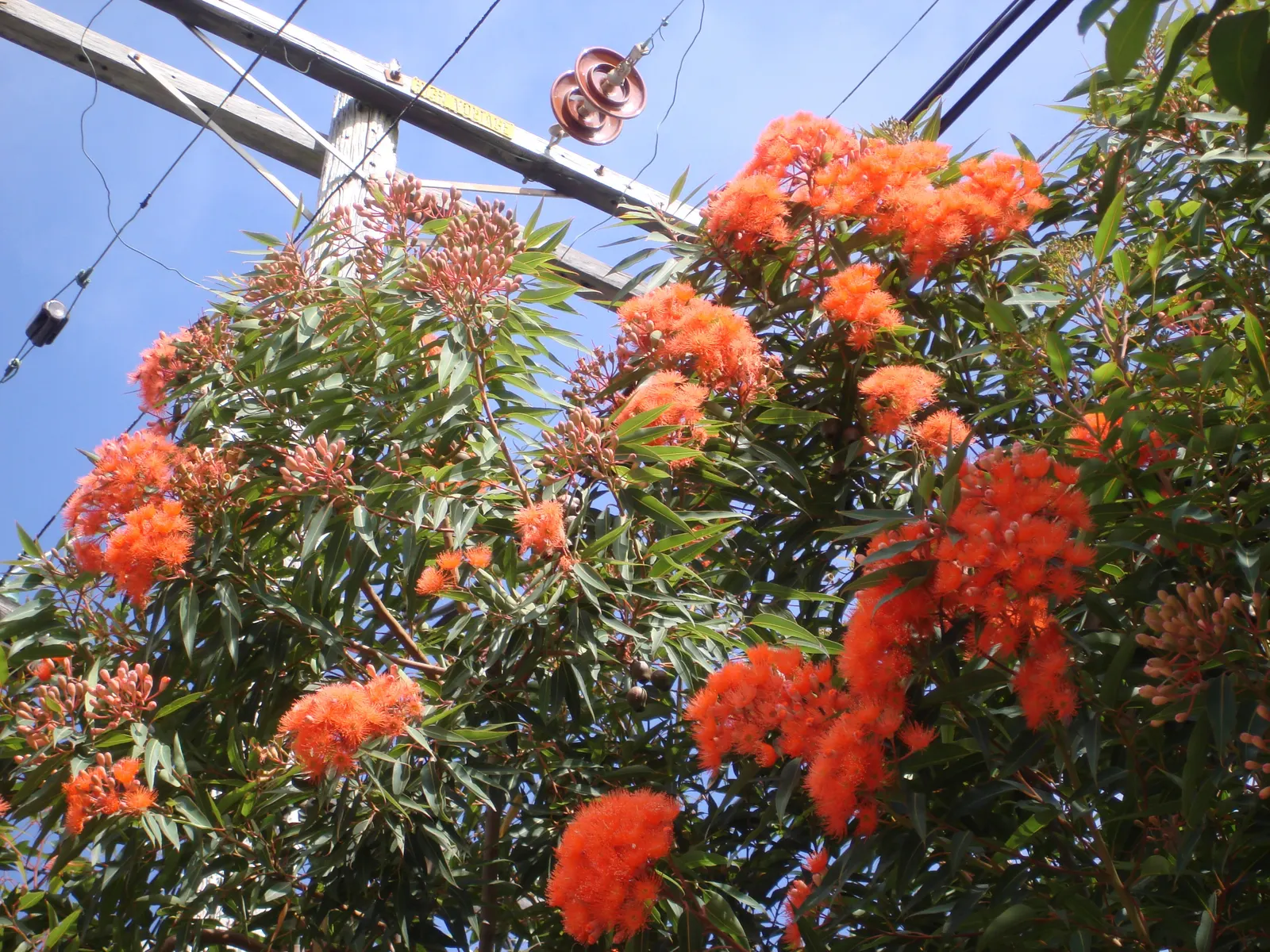 Red-Flowering Gum (Corymbia Ficifolia) — requiring minimal care once established