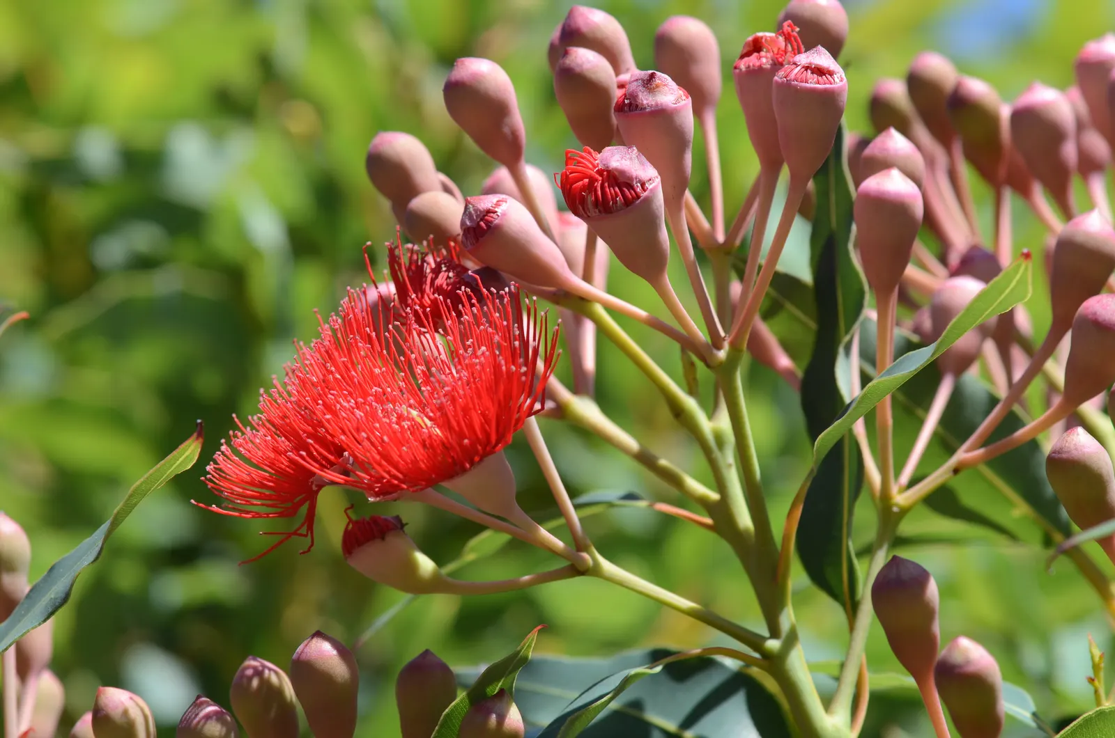 Red-Flowering Gum (Corymbia Ficifolia) — Its tolerance of moderate drought conditions makes it a suitable choice for water-wise landscapes, image 65