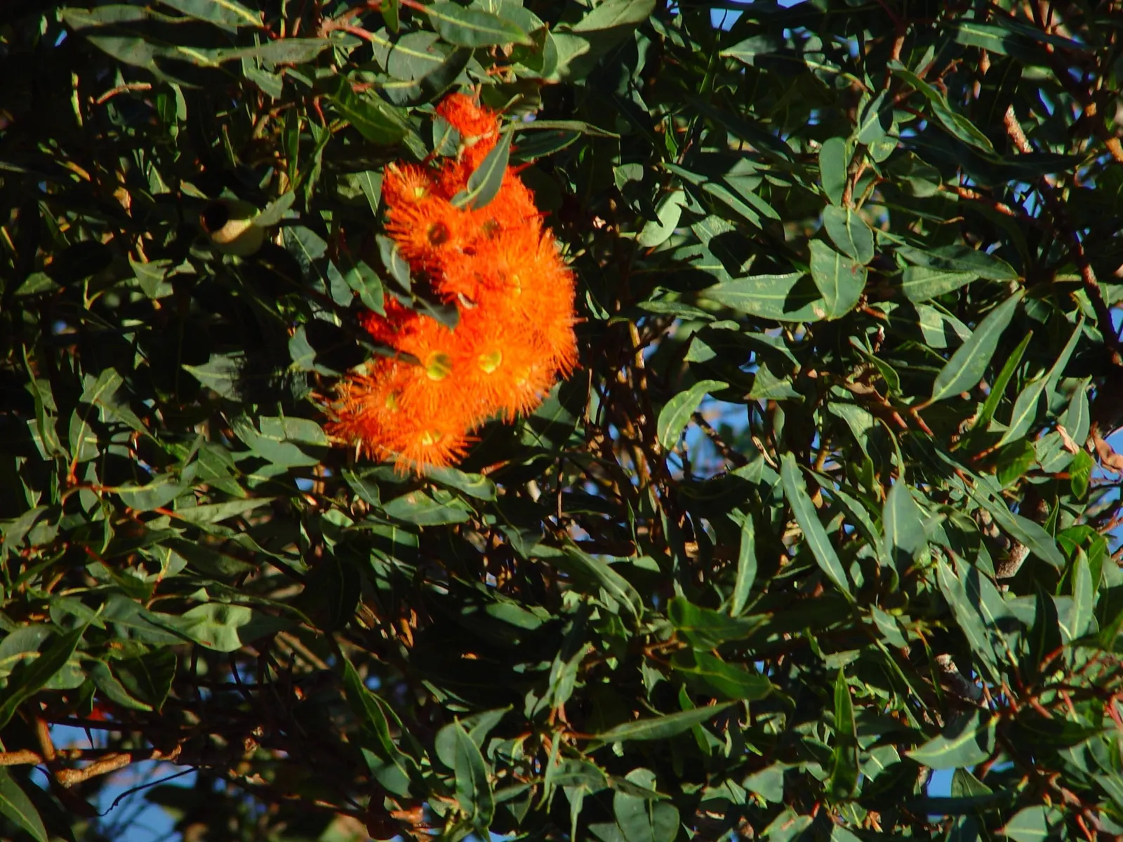 Red-Flowering Gum (Corymbia Ficifolia) — its large clusters of red flowers are the central feature