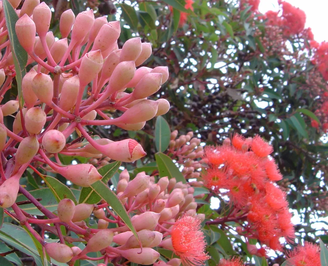 Red-Flowering Gum (Corymbia Ficifolia) — though young trees will benefit from regular watering during prolonged dry spells