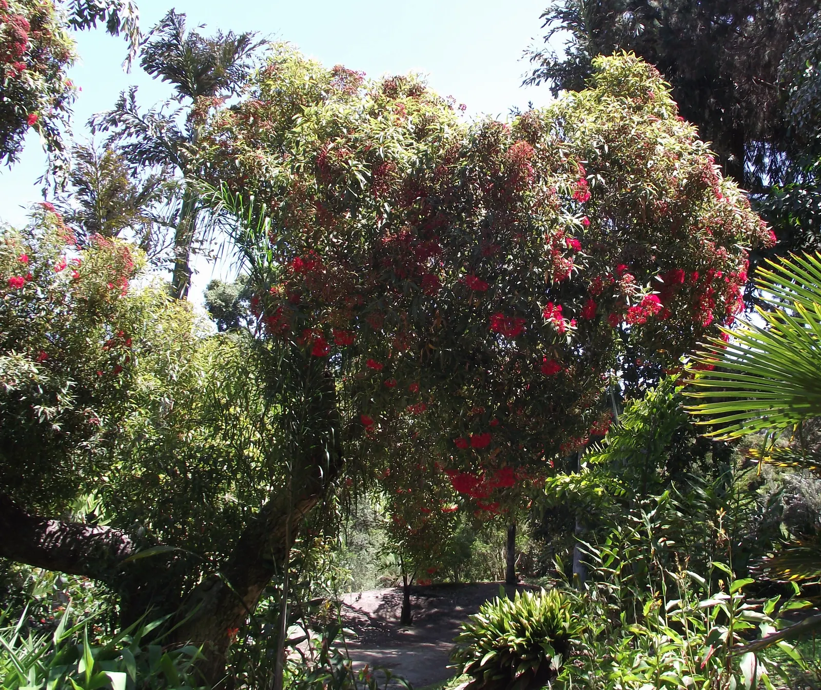 Red-Flowering Gum (Corymbia Ficifolia) — requiring minimal care once established; this hardy species is drought-tolerant once established