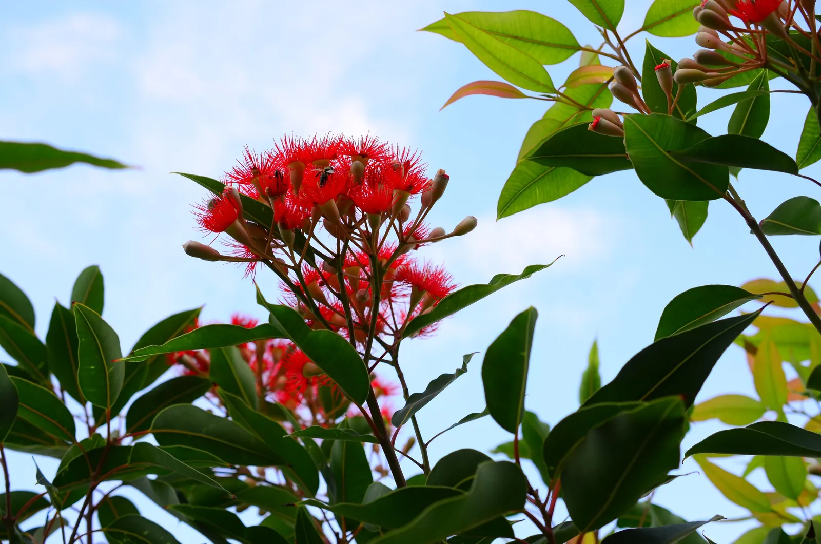 Red-Flowering Gum (Corymbia Ficifolia) — attracting an array of birds and pollinators to the landscape; pruning may be necessary to shape the tree and remove