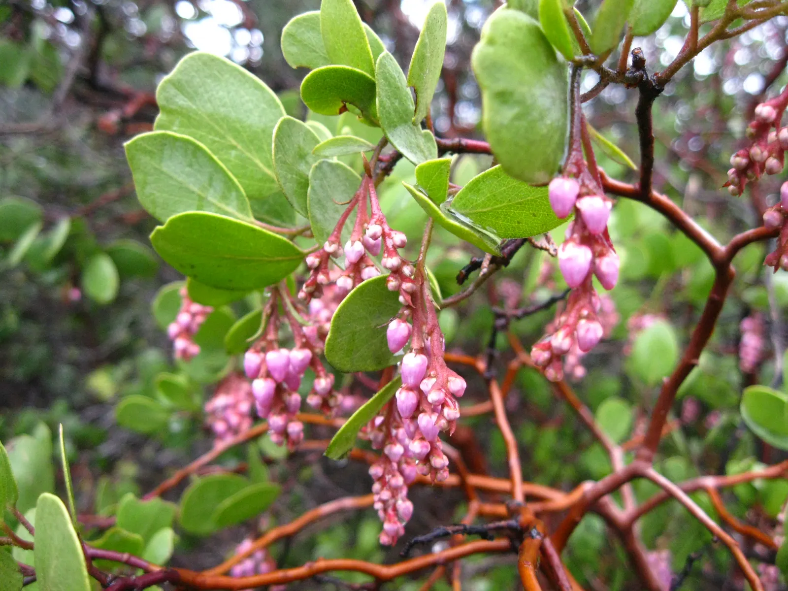 Greenleaf Manzanita (Arctostaphylos Patula) — Boasting an average height of 3 to 6 feet with a spread of 4 to 8 feet; it boasts a twisting structure, reaching