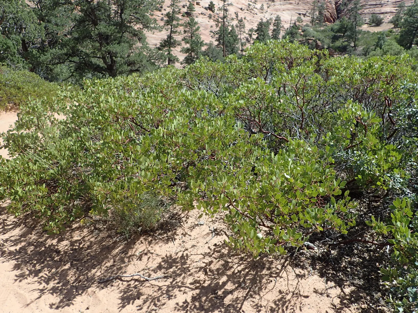 Greenleaf Manzanita (Arctostaphylos Patula) — A resilient evergreen shrub, the Greenleaf Manzanita (Arctostaphylos patula) thrives in USDA zones 5-9; it