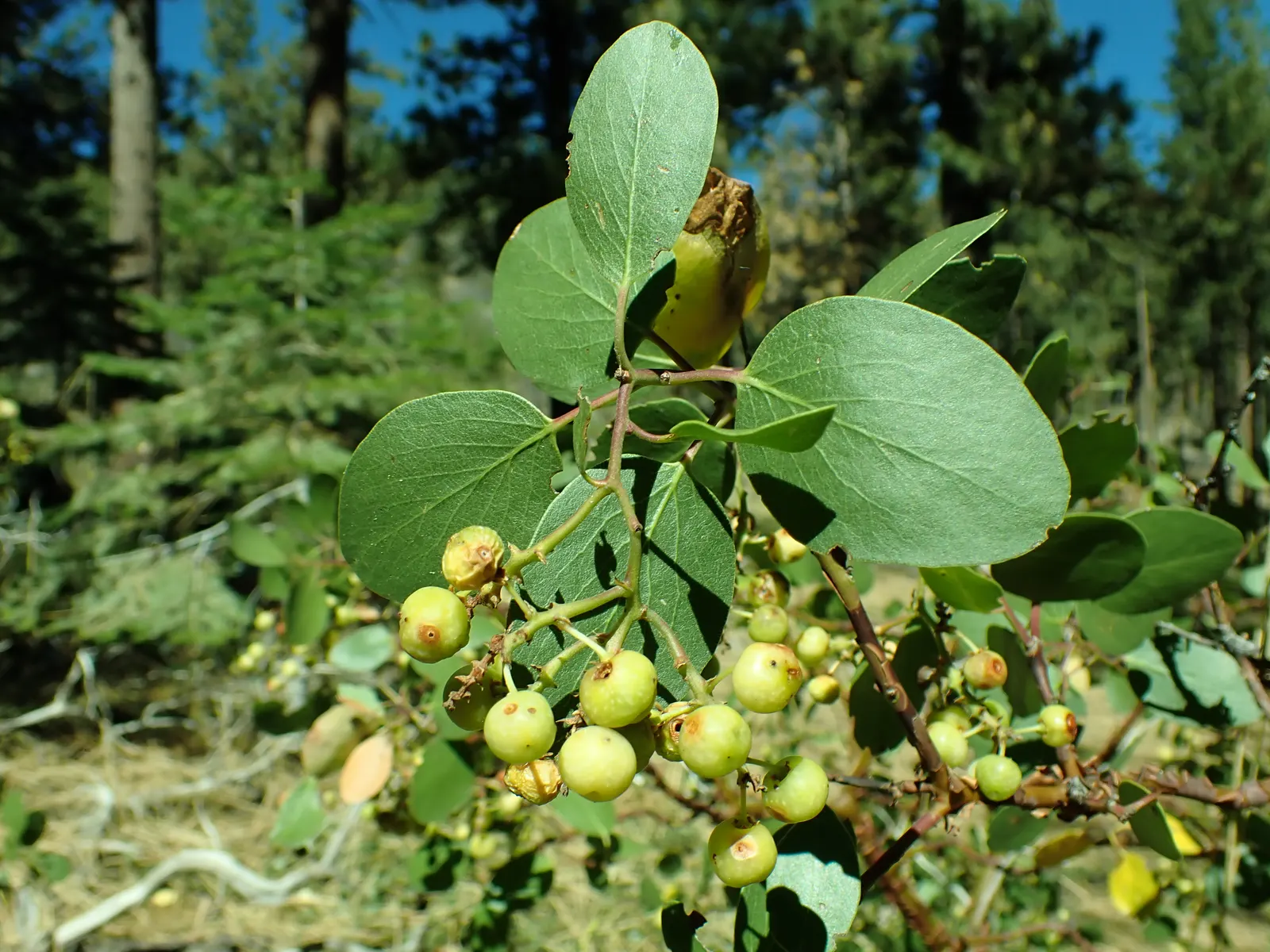 Greenleaf Manzanita (Arctostaphylos Patula) — Prefers well-drained soils and full sun, adding a rugged, naturalistic appeal to any landscape; the leaves are